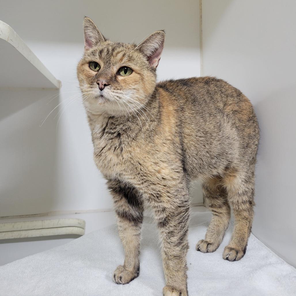 Enlarge (PS+) Ember, a Adoptable Domestic Short Hair in Cabot, AR image 3/5