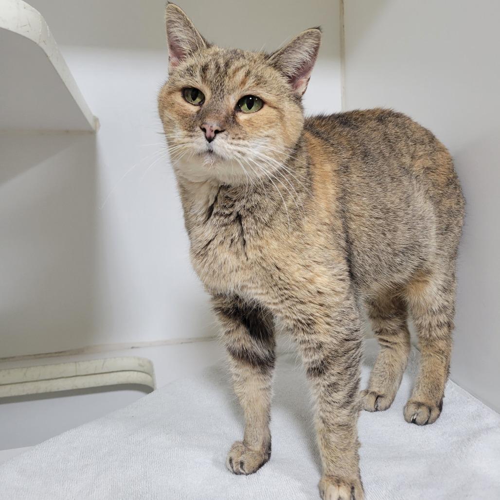 Enlarge (PS+) Ember, a Adoptable Domestic Short Hair in Cabot, AR image 4/5