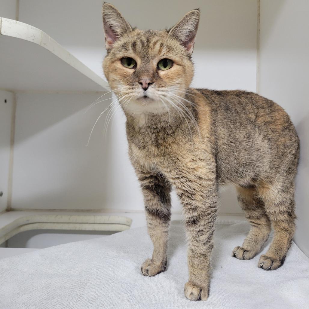 Enlarge (PS+) Ember, a Adoptable Domestic Short Hair in Cabot, AR image 5/5