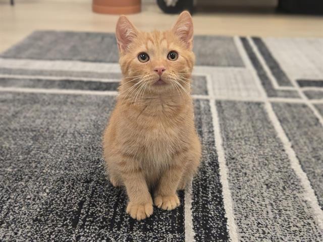 BENJAMIN BUTTON, Adoptable, Kitten Male Domestic Short Hair.