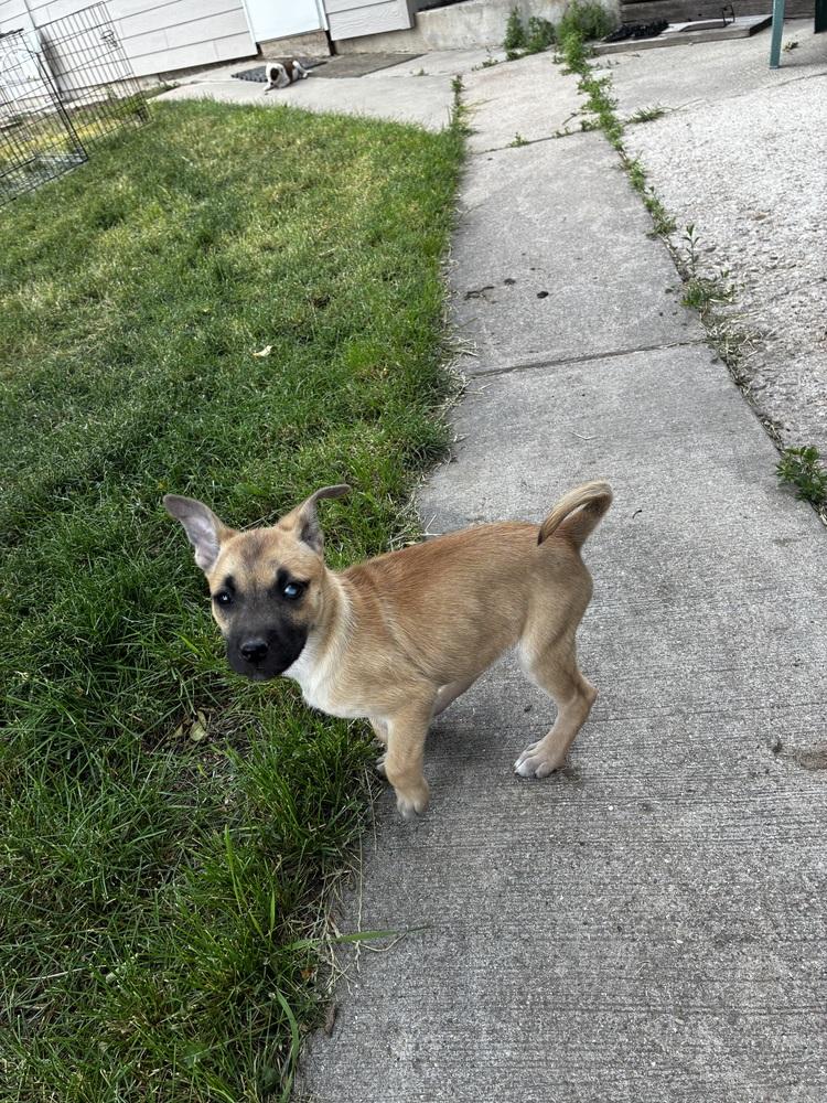 Enlarge Polly, a Adoptable mixed breed in Rapid City, SD image 1/2