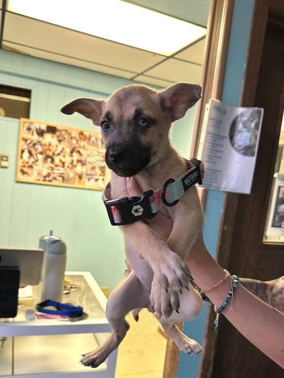 Enlarge Polly, a Adoptable mixed breed in Rapid City, SD image 2/2
