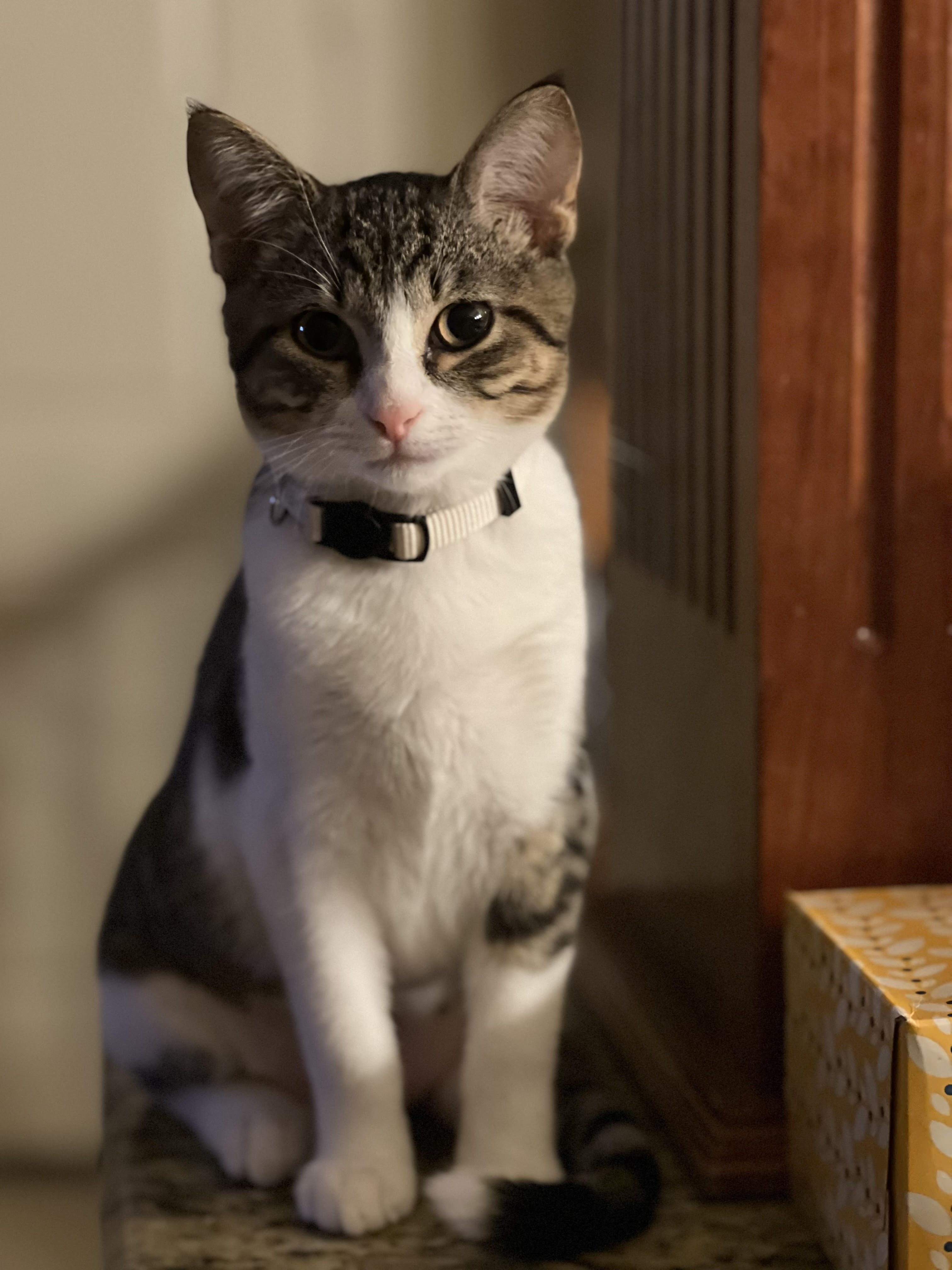 Cat for adoption Ruth Crown, a Tabby & Domestic Short Hair Mix in