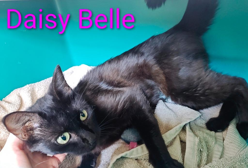 Daisy Belle, Adoptable, Adult Female Domestic Medium Hair.