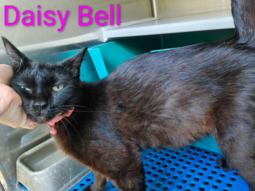 Enlarge Daisy Belle, a Adoptable mixed breed in Mena, AR image 2/2