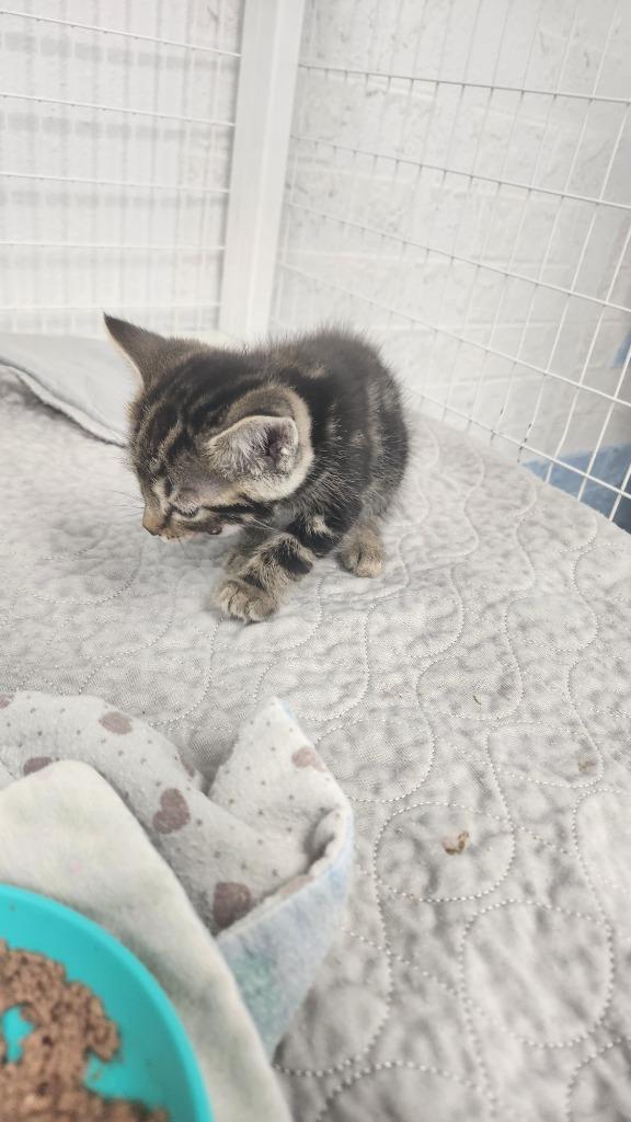 Larry, Adoptable, Kitten Male Domestic Short Hair.