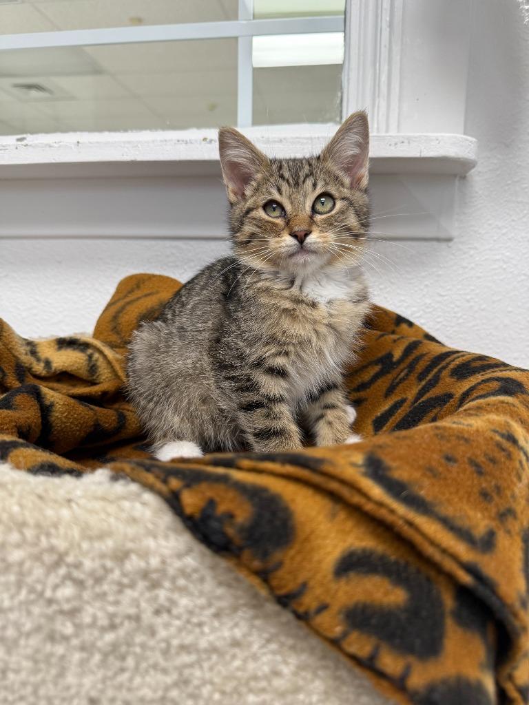 Enlarge Larry, a Adoptable mixed breed in Brookings, OR image 2/2