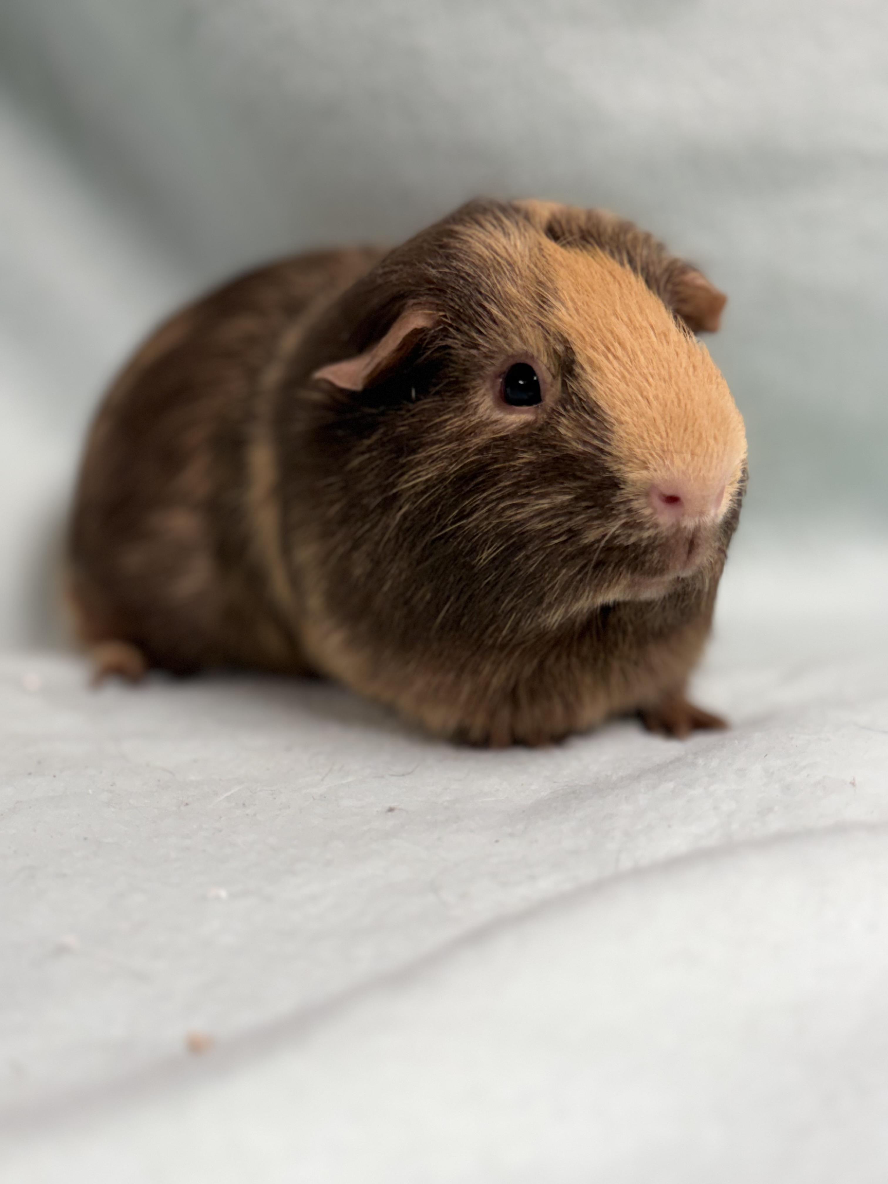 Enlarge Reese: video!!, a ADOPTABLE Guinea Pig in Edinburg, PA image 1/6