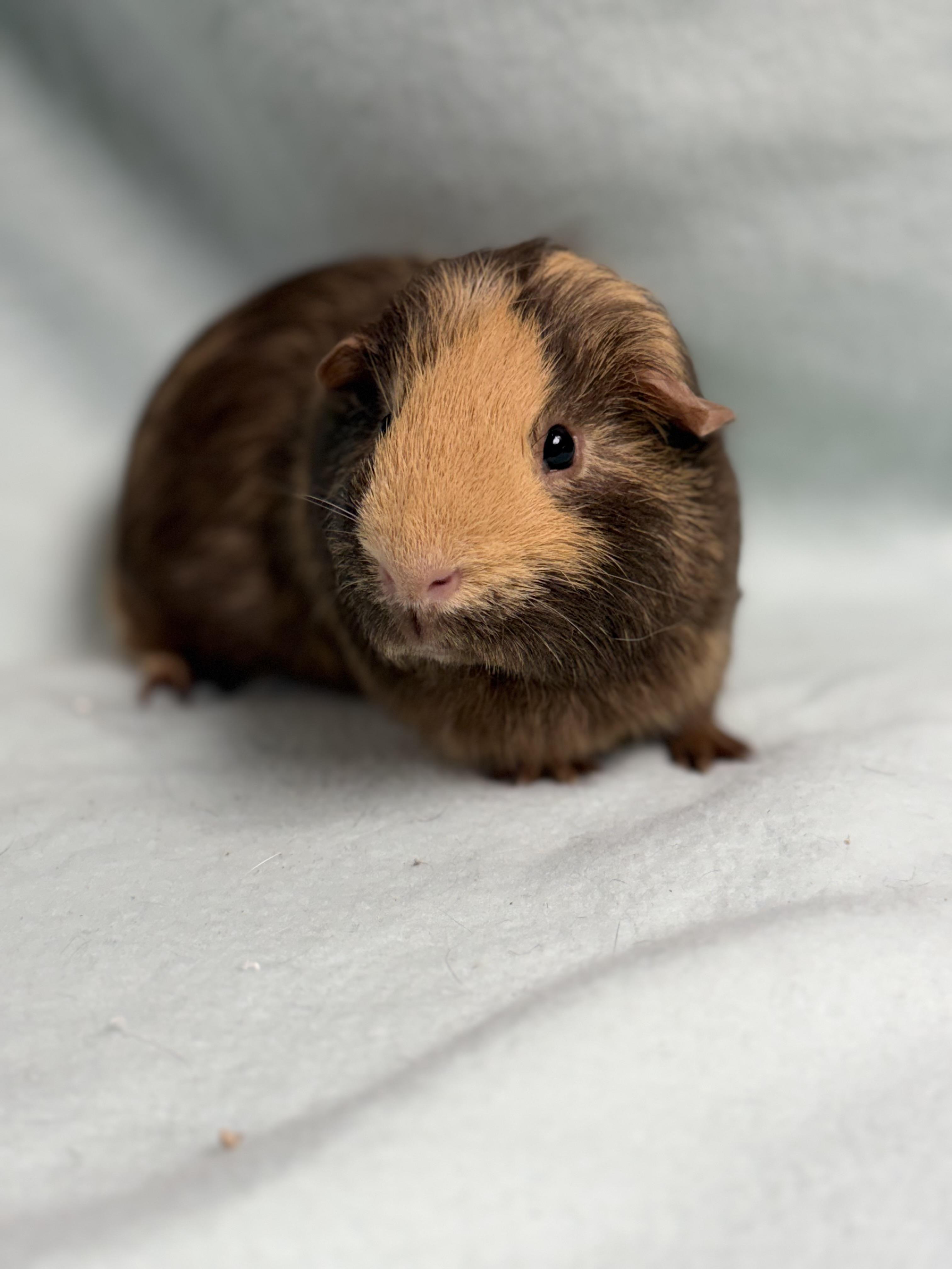 Enlarge Reese: video!!, a ADOPTABLE Guinea Pig in Edinburg, PA image 5/6