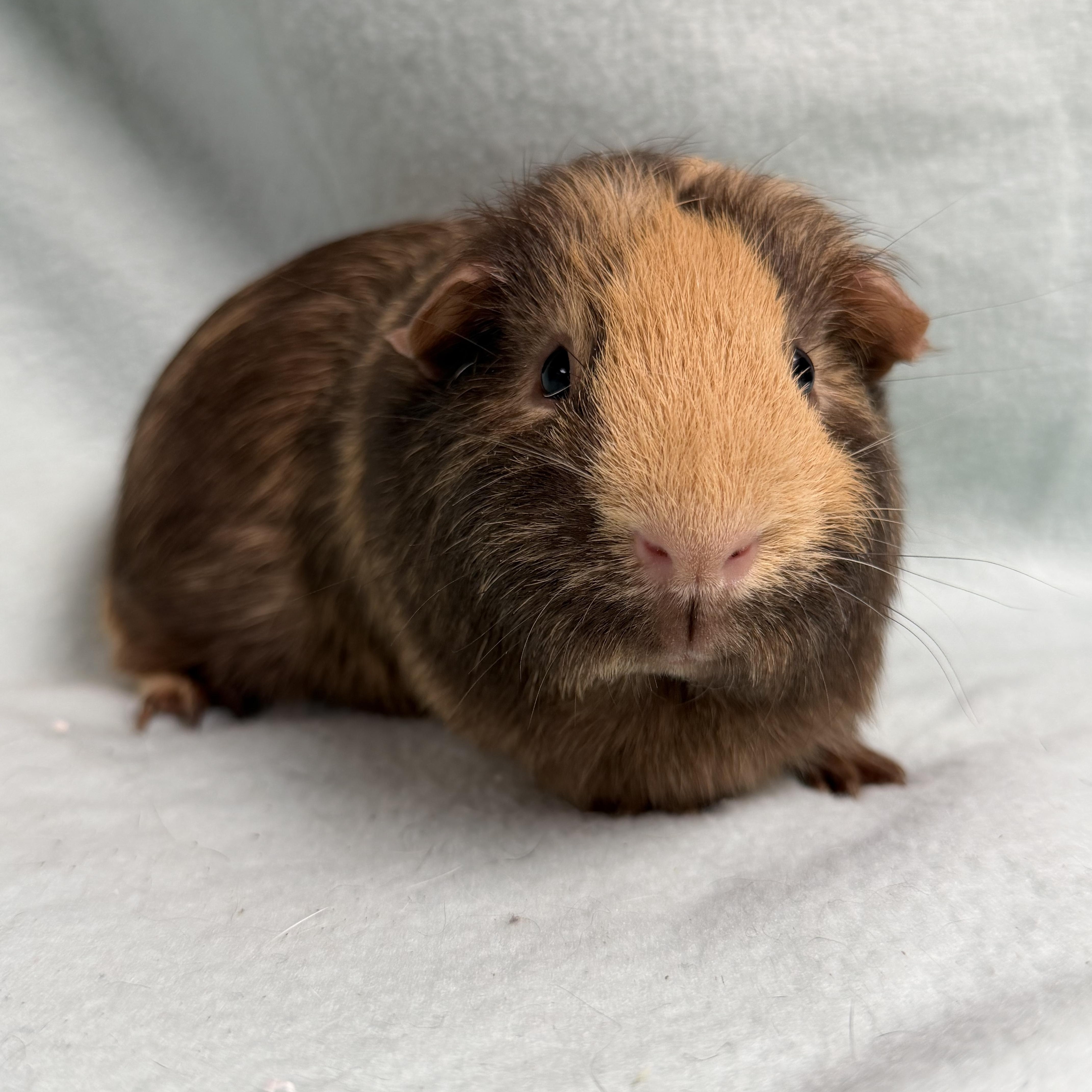 Enlarge Reese: video!!, a ADOPTABLE Guinea Pig in Edinburg, PA image 4/6