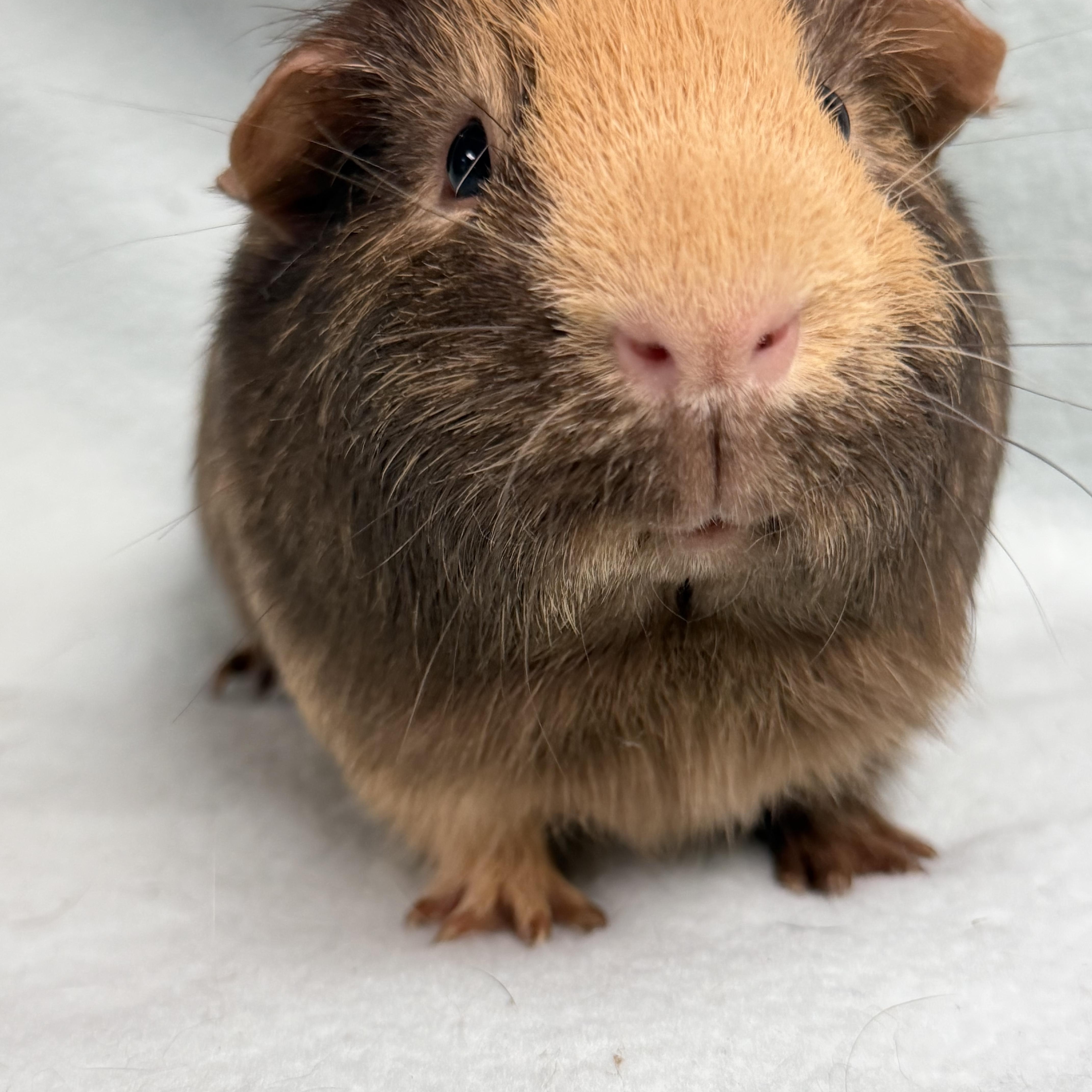 Enlarge Reese: video!!, a ADOPTABLE Guinea Pig in Edinburg, PA image 3/6