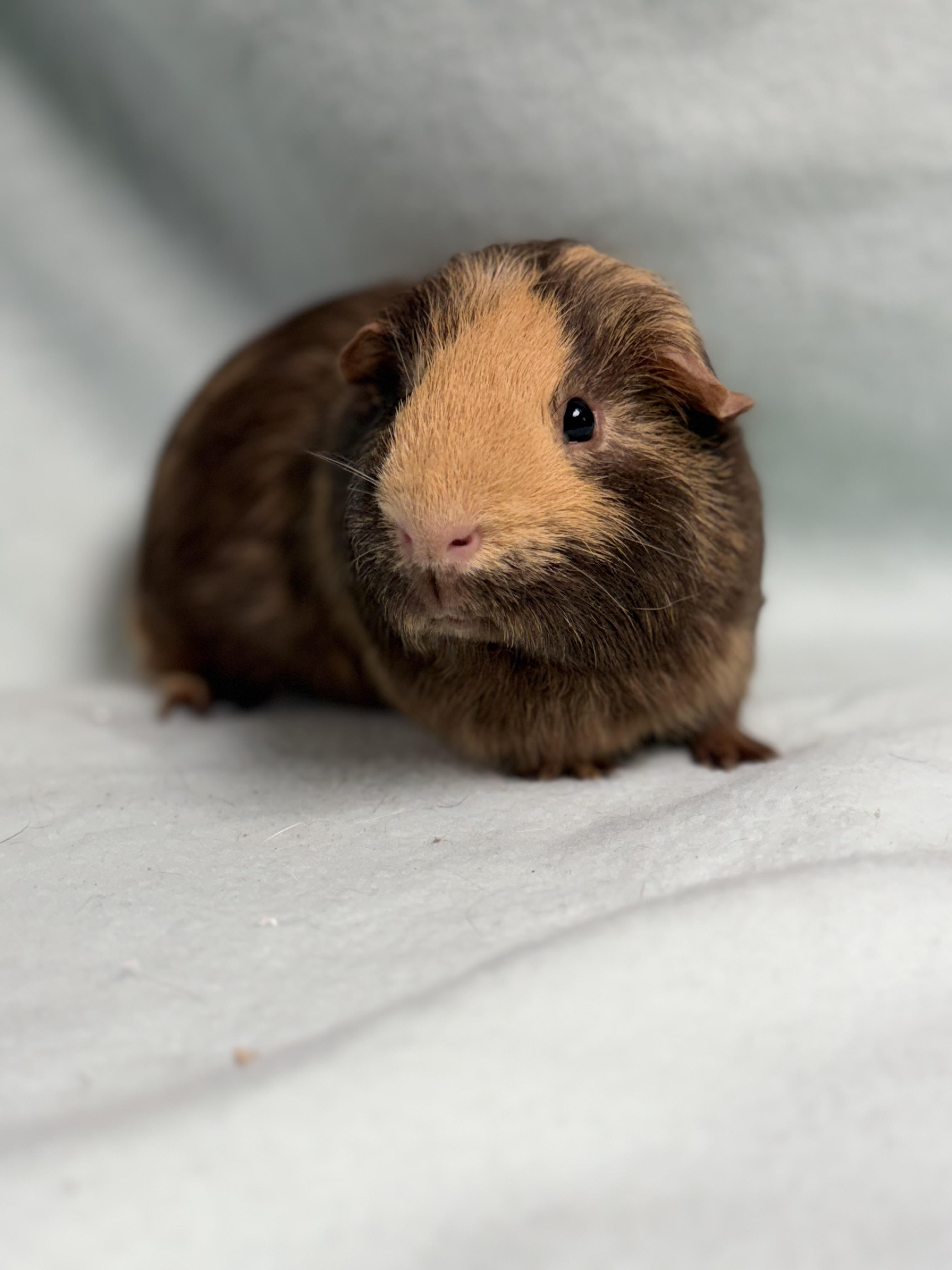 Enlarge Reese: video!!, a ADOPTABLE Guinea Pig in Edinburg, PA image 2/6