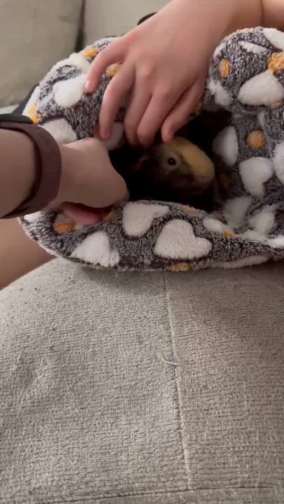 Enlarge Reese: video!!, a ADOPTABLE Guinea Pig in Edinburg, PA video 6/6
