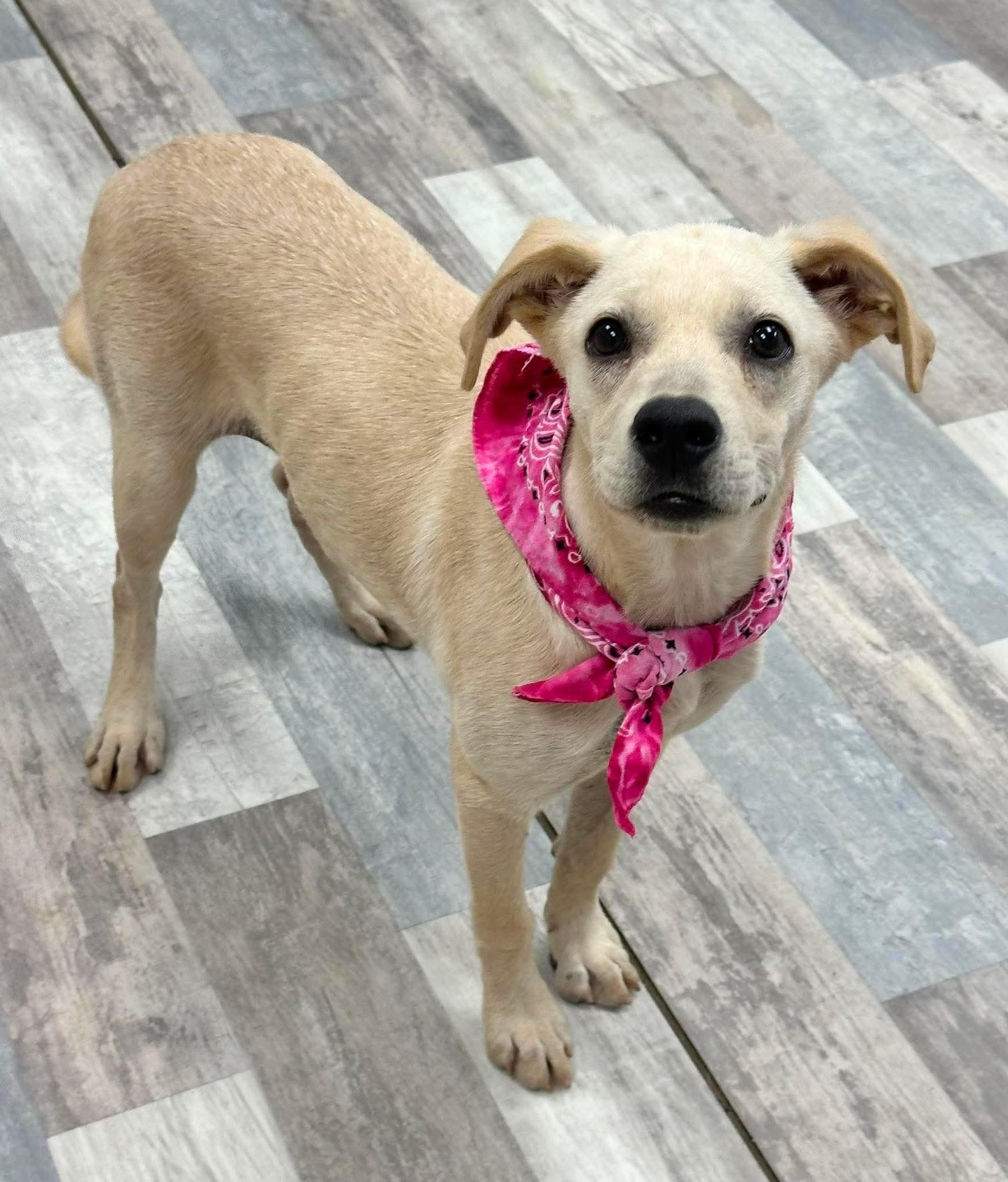 Tolly, ADOPTABLE, Puppy Female Labrador Retriever.