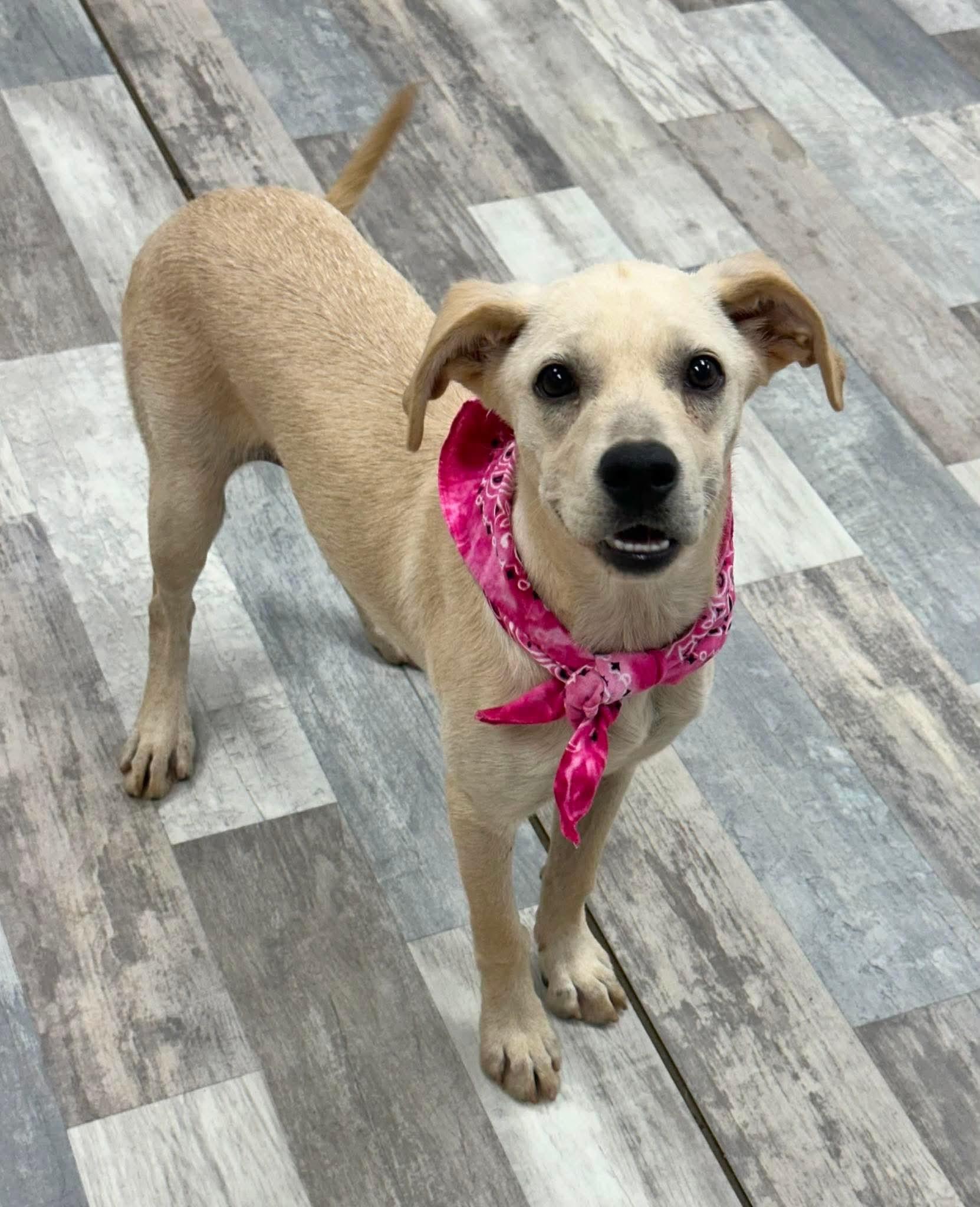 Enlarge Tolly, a ADOPTABLE mixed breed in Olympia, WA image 2/4