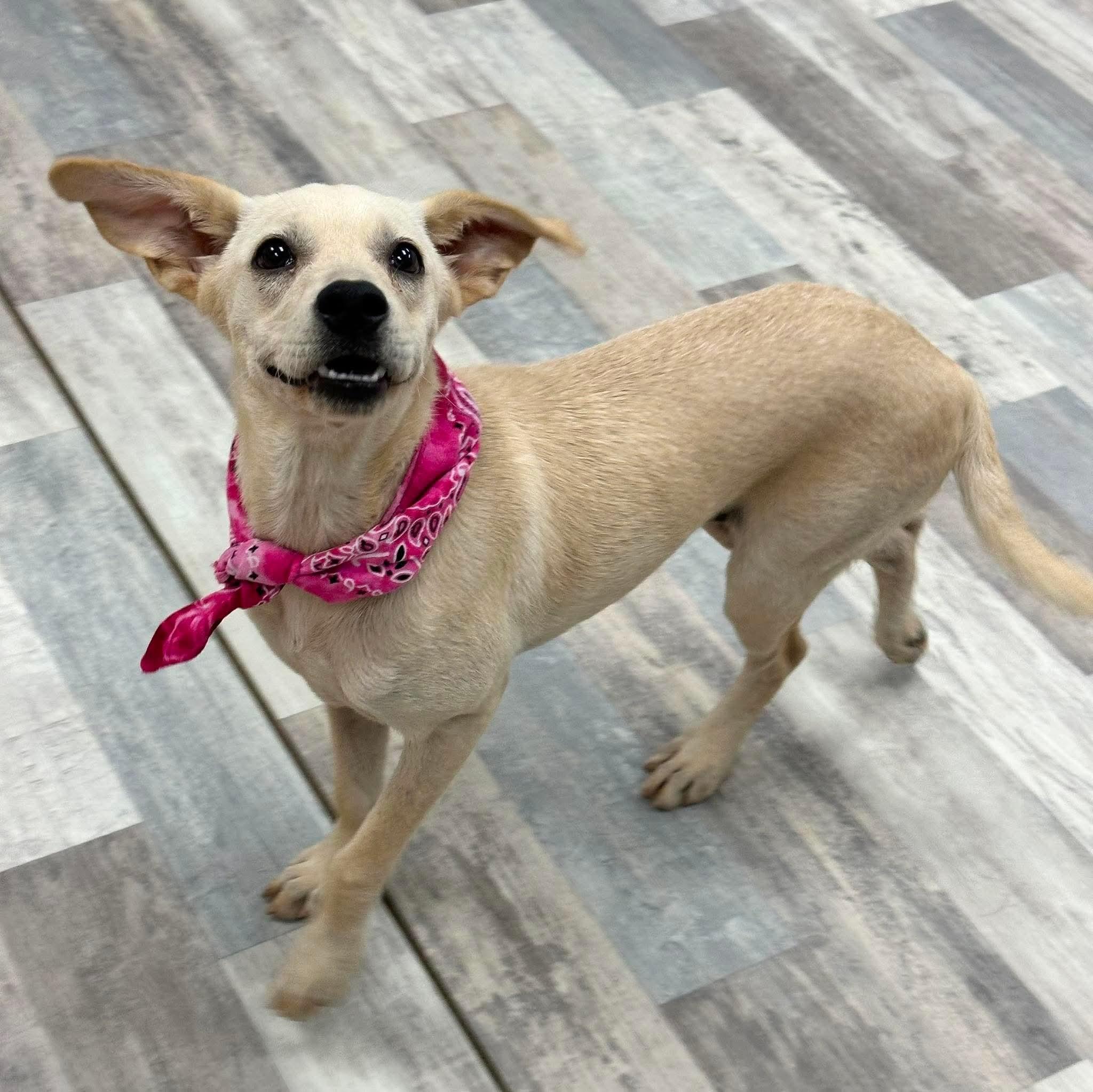 Enlarge Tolly, a ADOPTABLE mixed breed in Olympia, WA image 3/4
