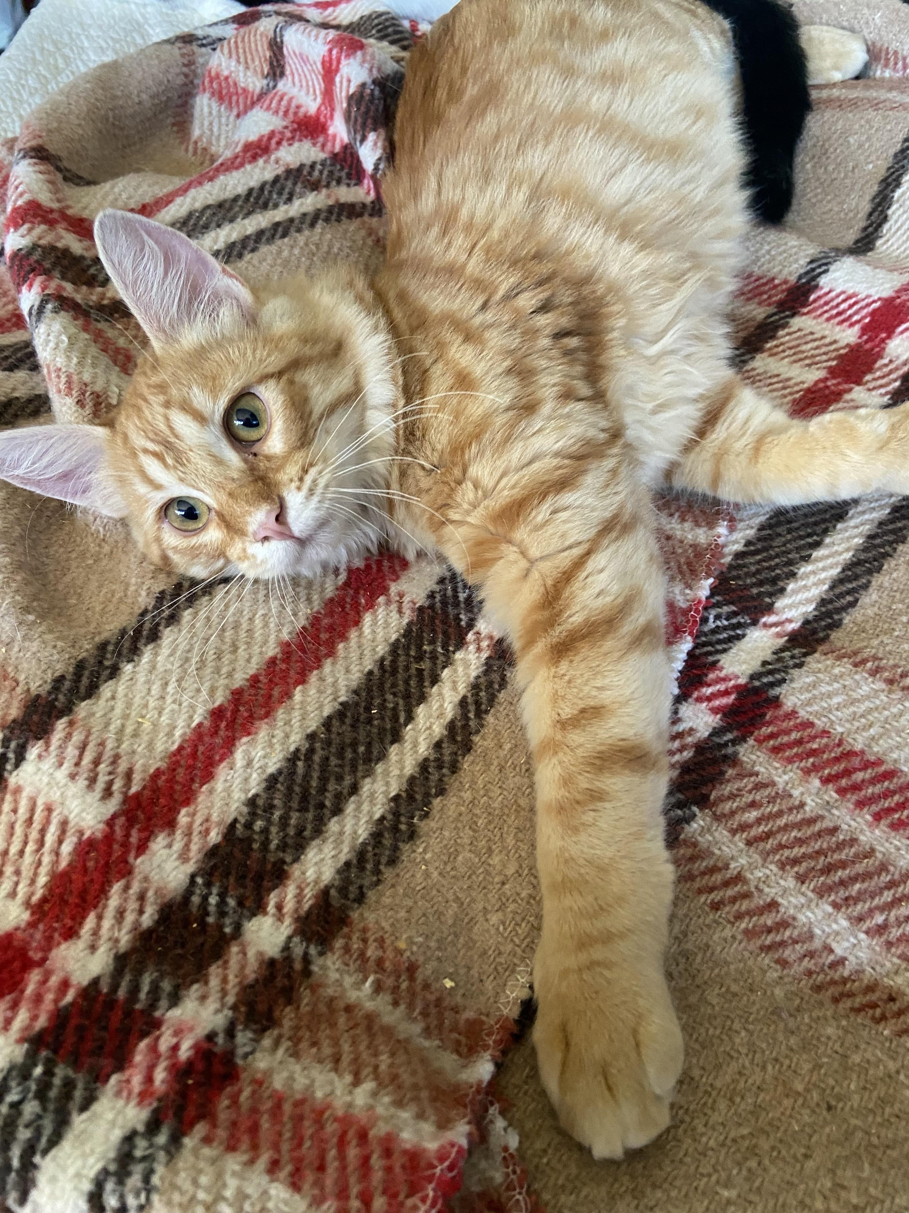 Cheddar, a Adoptable Domestic Long Hair in Salinas, CA image 3/3
