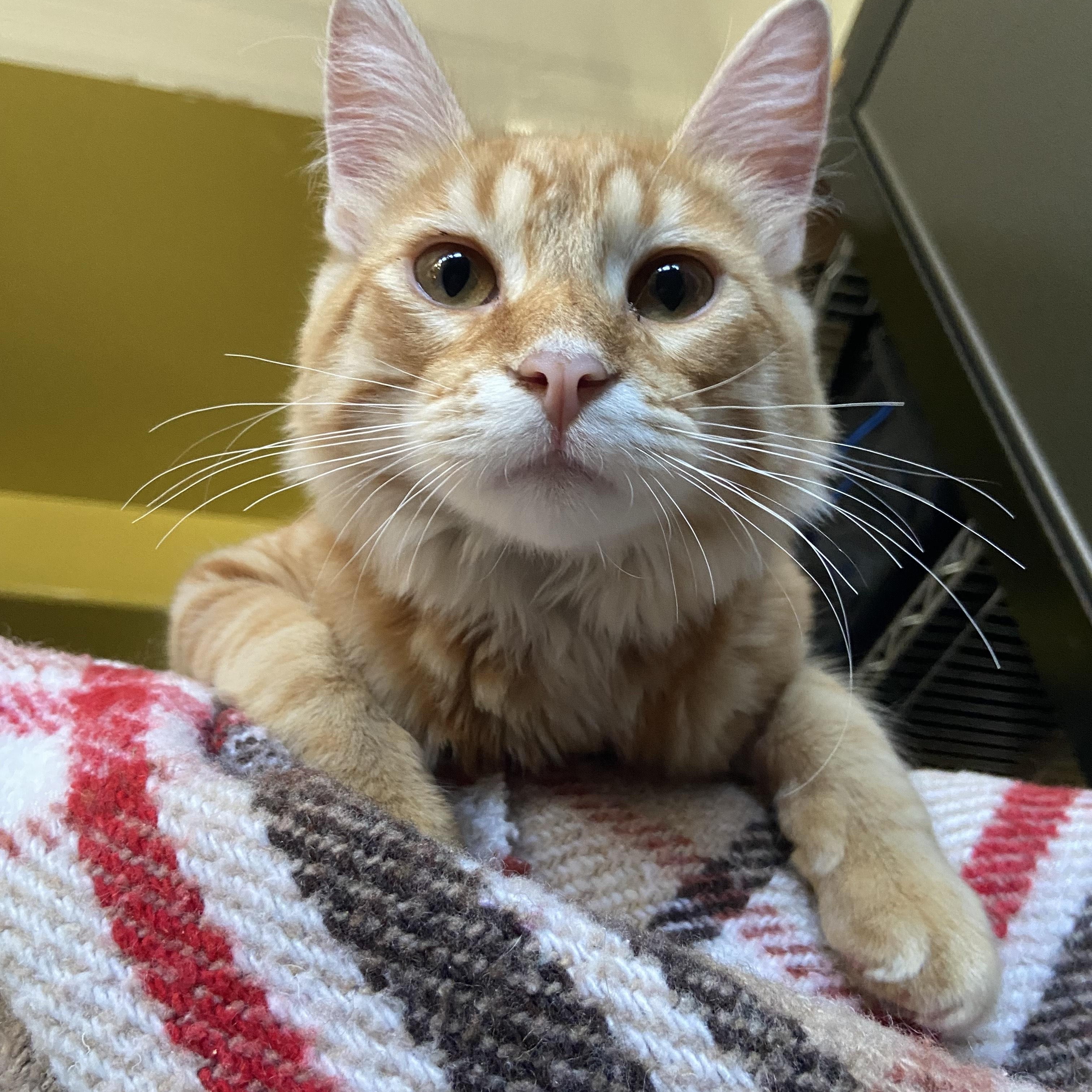 Cheddar, a Adoptable Domestic Long Hair in Salinas, CA image 1/3