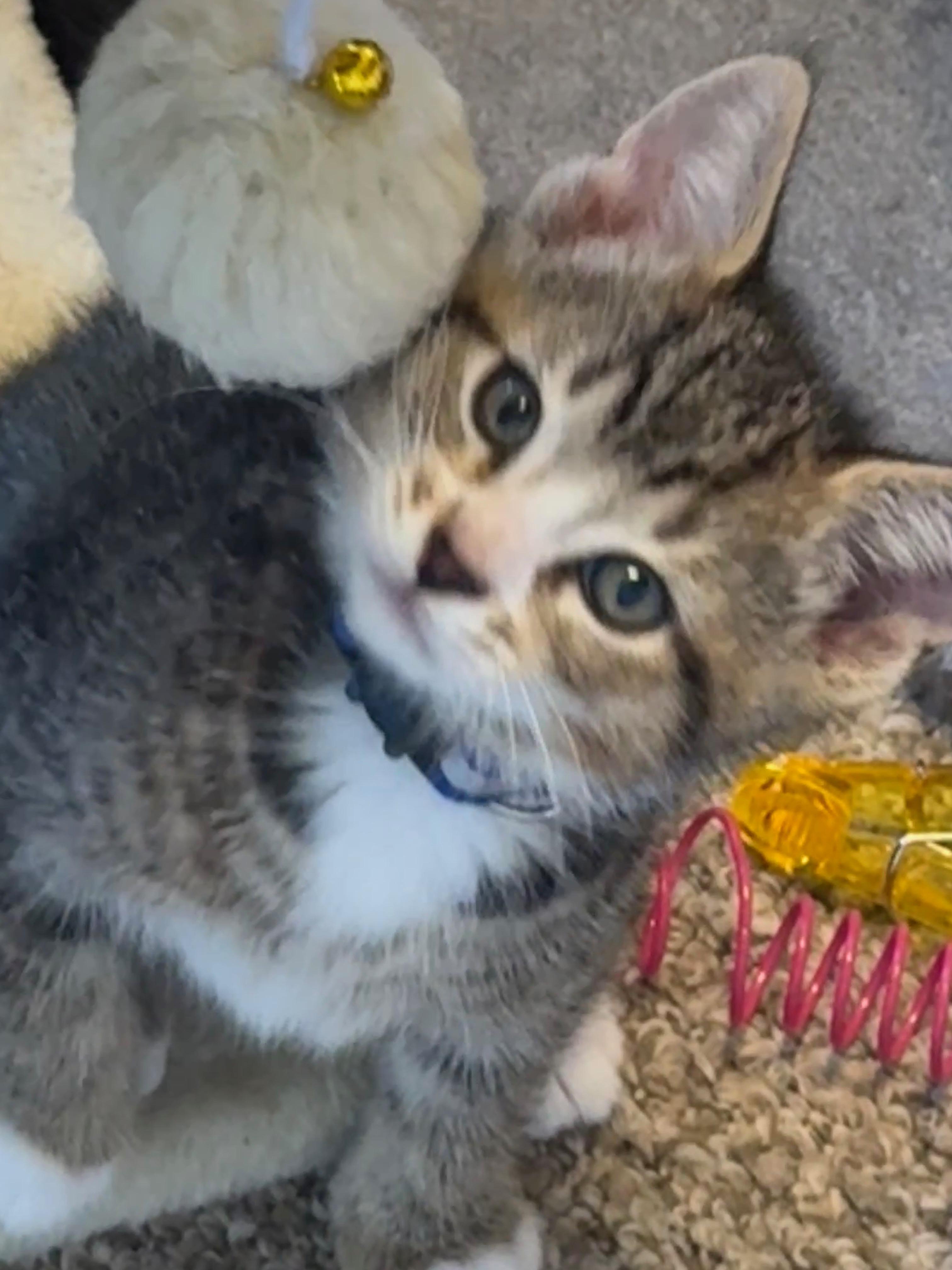 Enlarge Calvin, a ADOPTABLE Tabby in Pasco, WA image 2/3