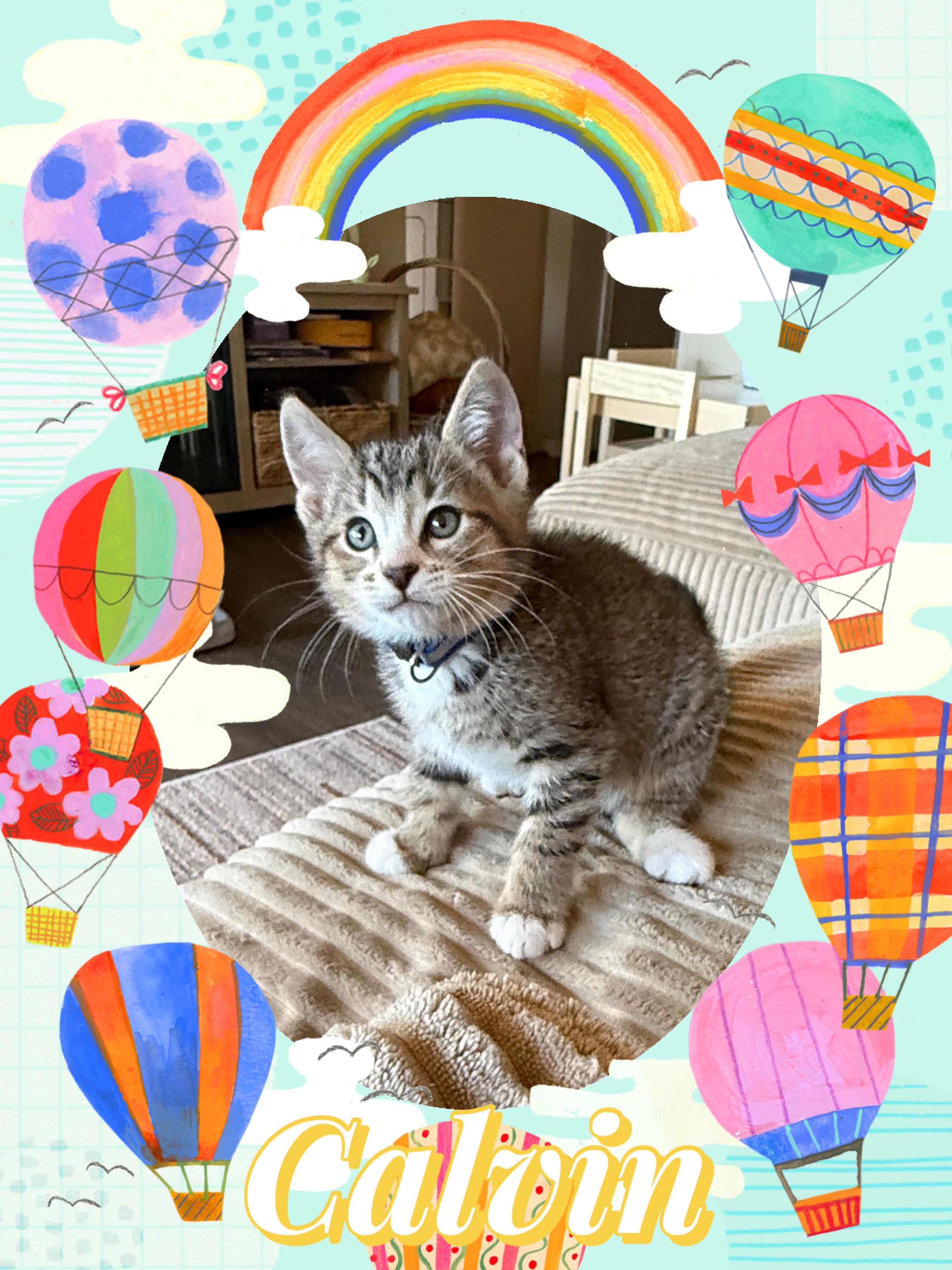 Enlarge Calvin, a ADOPTABLE Tabby in Pasco, WA image 3/3