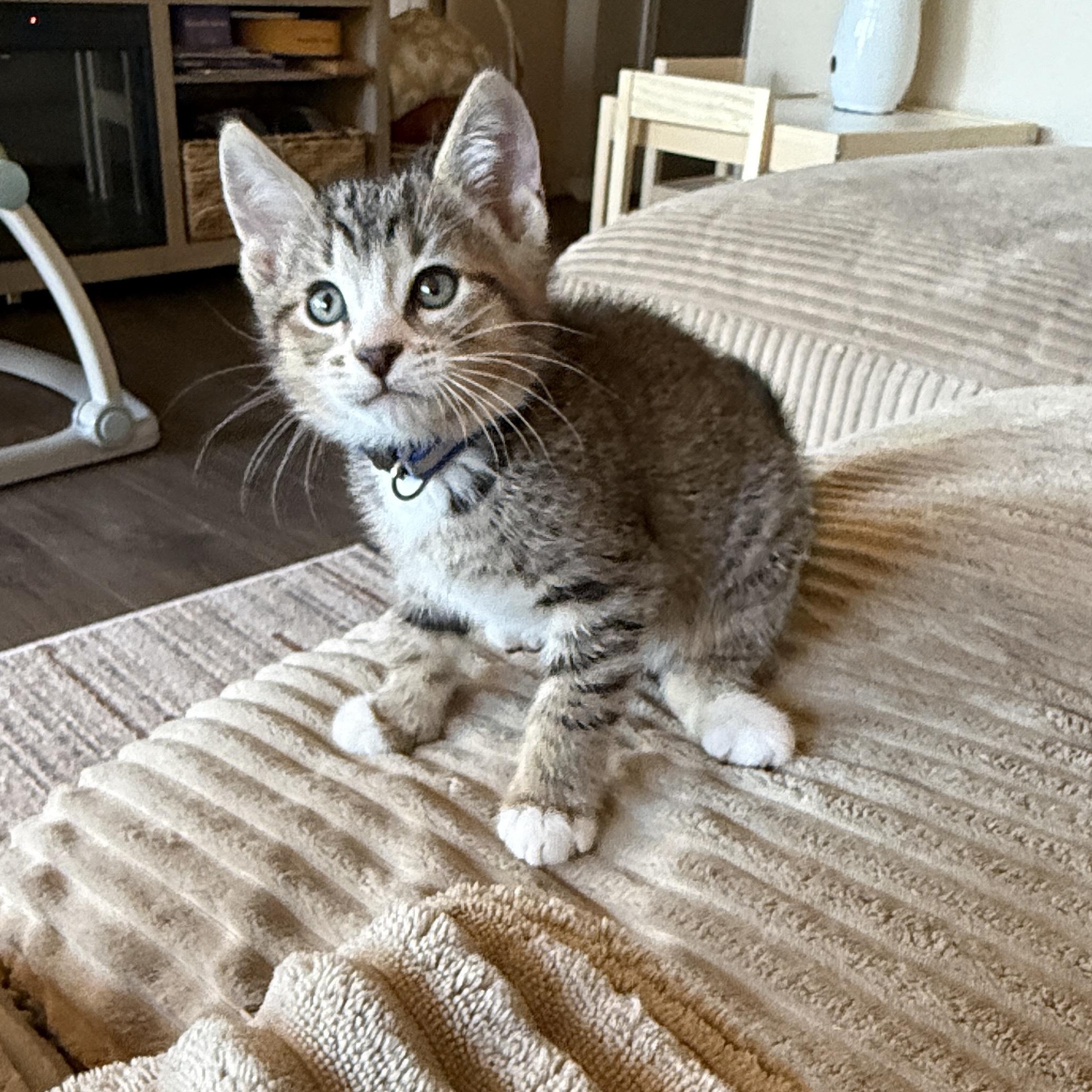 Calvin, ADOPTABLE, Kitten Male Tabby.