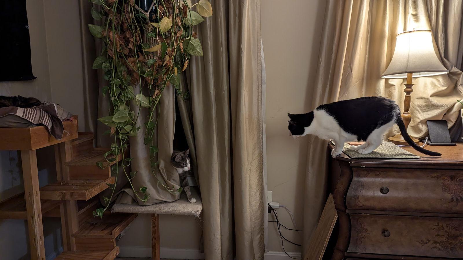 Enlarge Conbrio 2036, a Adoptable Domestic Short Hair in Locust Grove, VA image 1/3