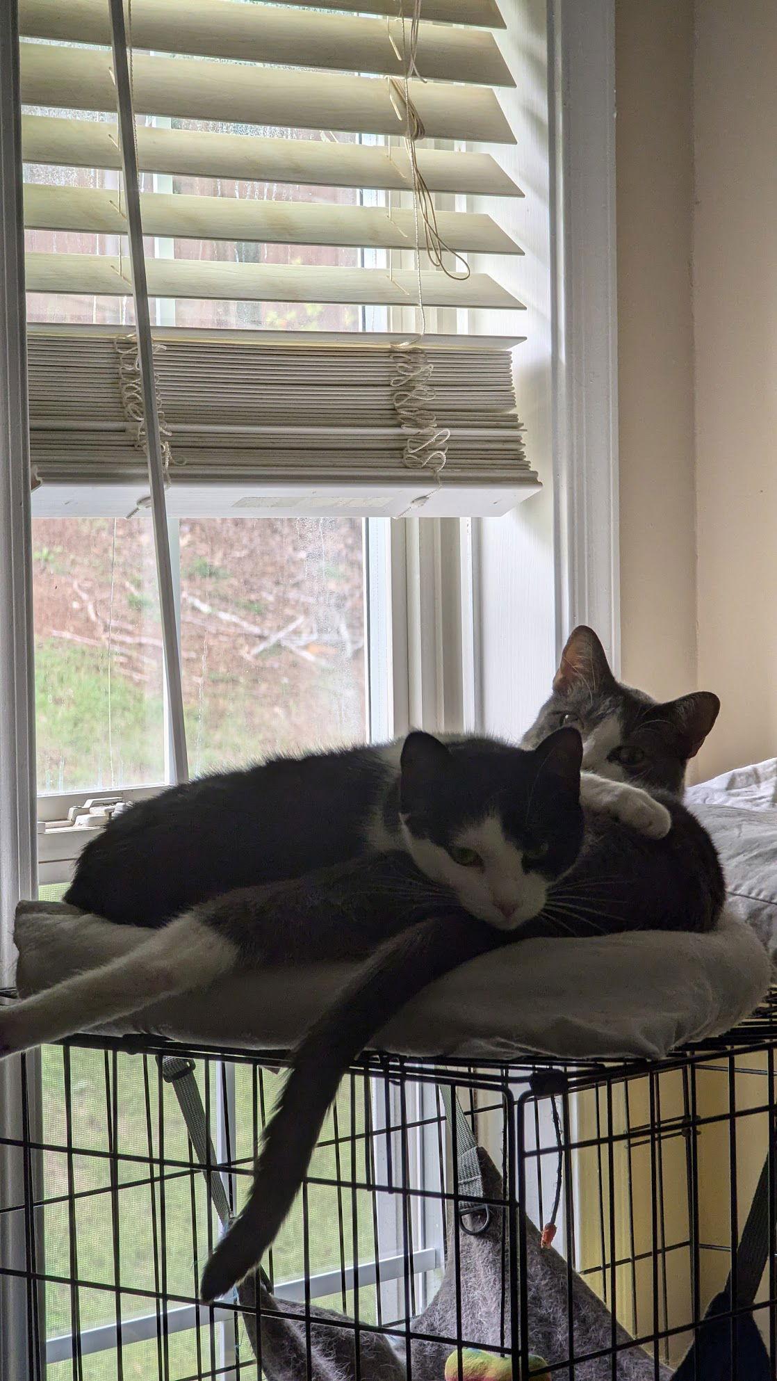 Conbrio 2036, Adoptable, Young Female Domestic Short Hair.