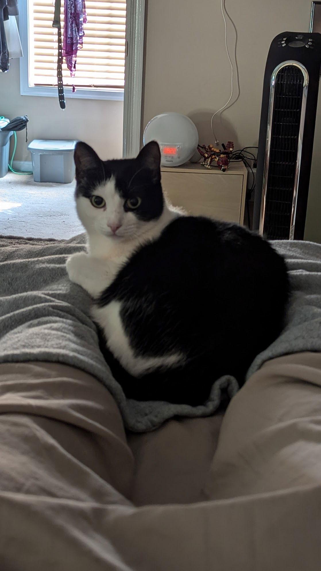 Enlarge Conbrio 2036, a Adoptable Domestic Short Hair in Locust Grove, VA image 3/3