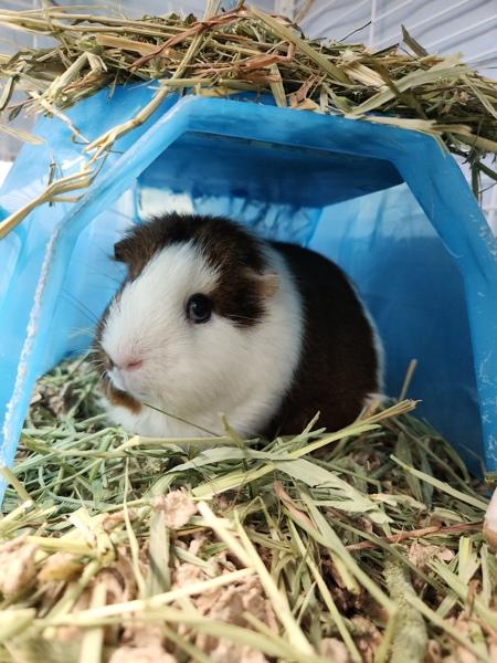 Enlarge Crumble, a Adoptable mixed breed in Healdsburg, CA image 1/1