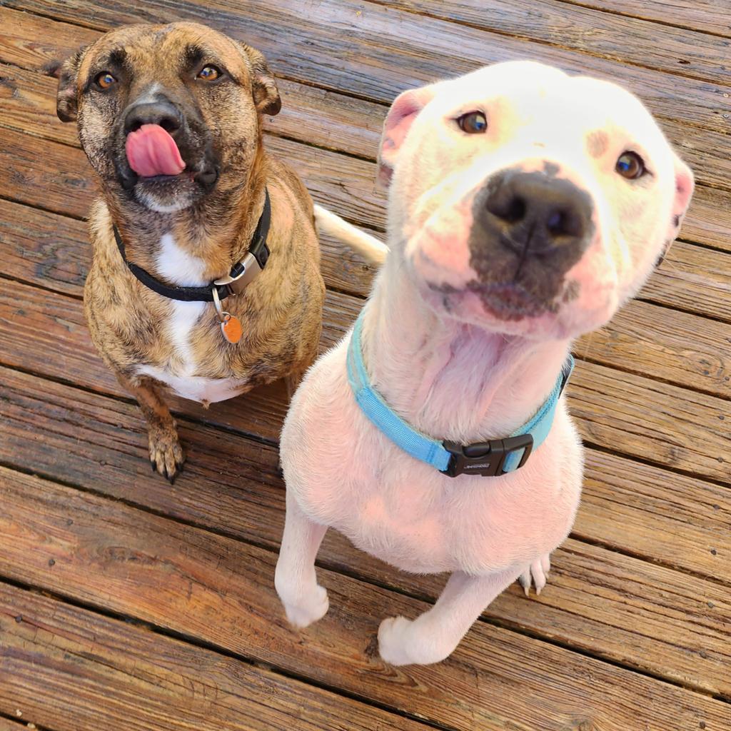 Cody — thumbnail 3