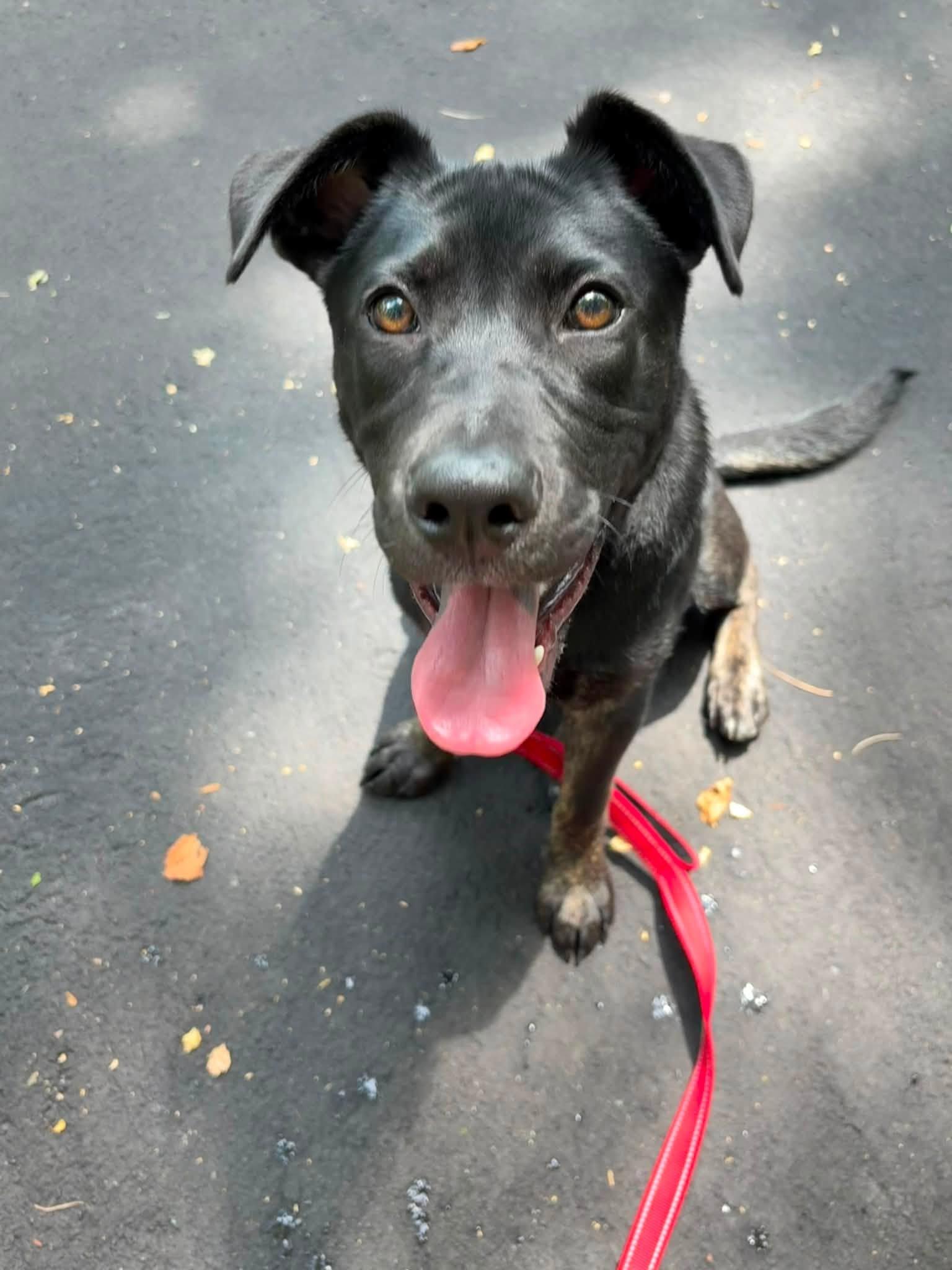Elliot, an adopted mixed breed in Wappingers Falls, NY image 4/5