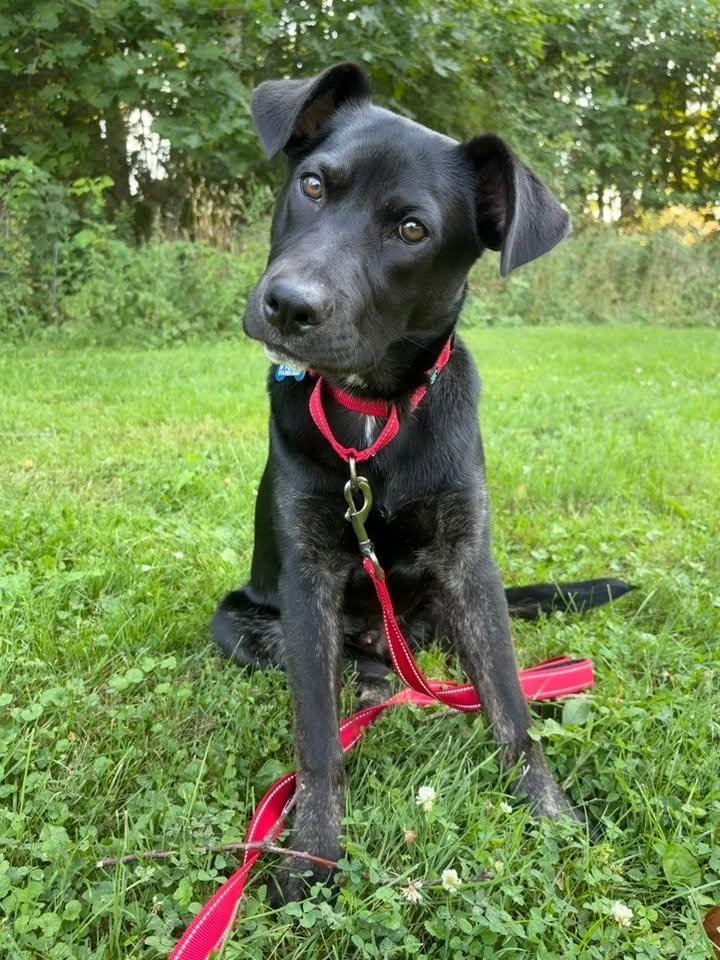 Elliot, an adopted mixed breed in Wappingers Falls, NY image 1/5