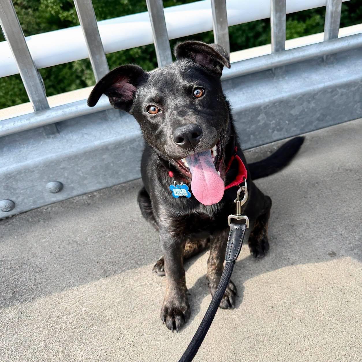 Elliot, an adopted mixed breed in Wappingers Falls, NY image 2/5
