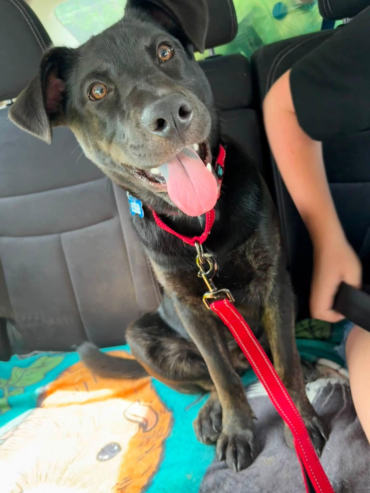 Elliot, an adopted mixed breed in Wappingers Falls, NY image 5/5
