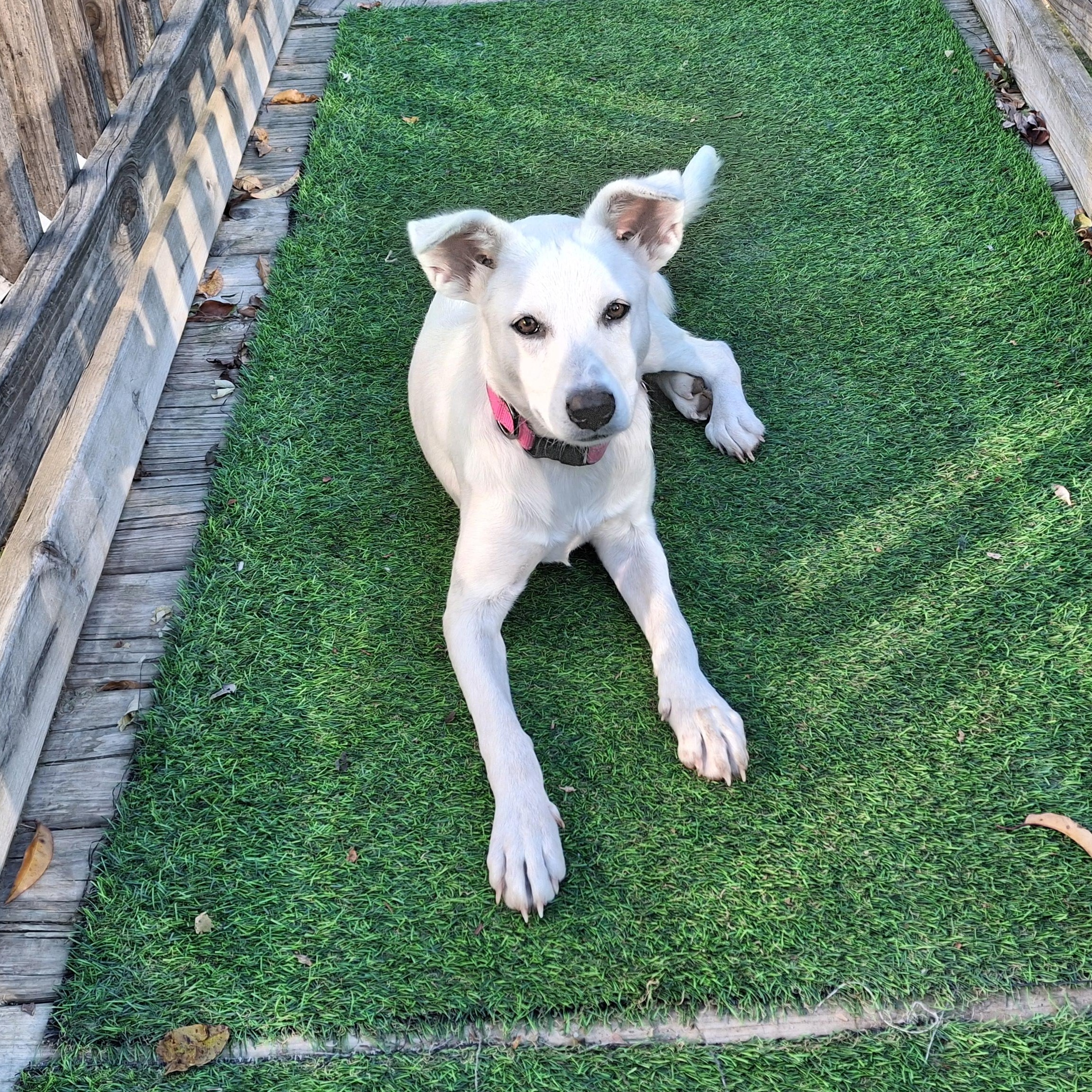 willow, an adopted mixed breed in Homer, MI image 1/6