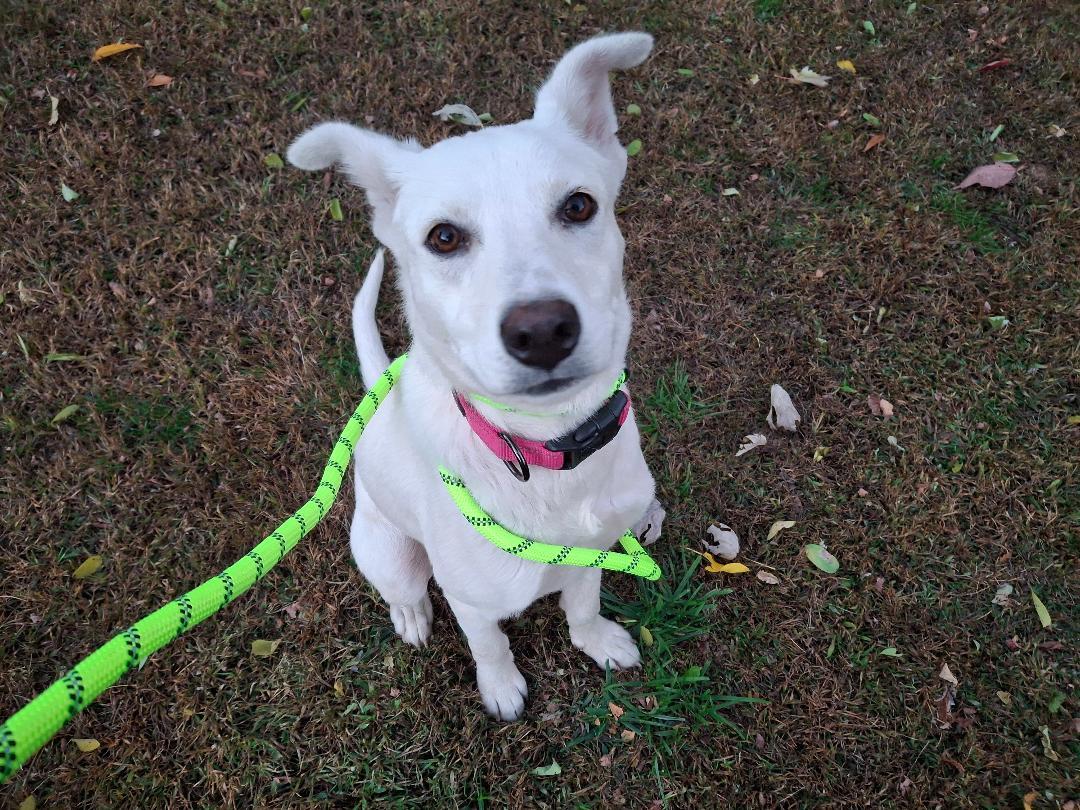 willow, an adopted mixed breed in Homer, MI image 3/6