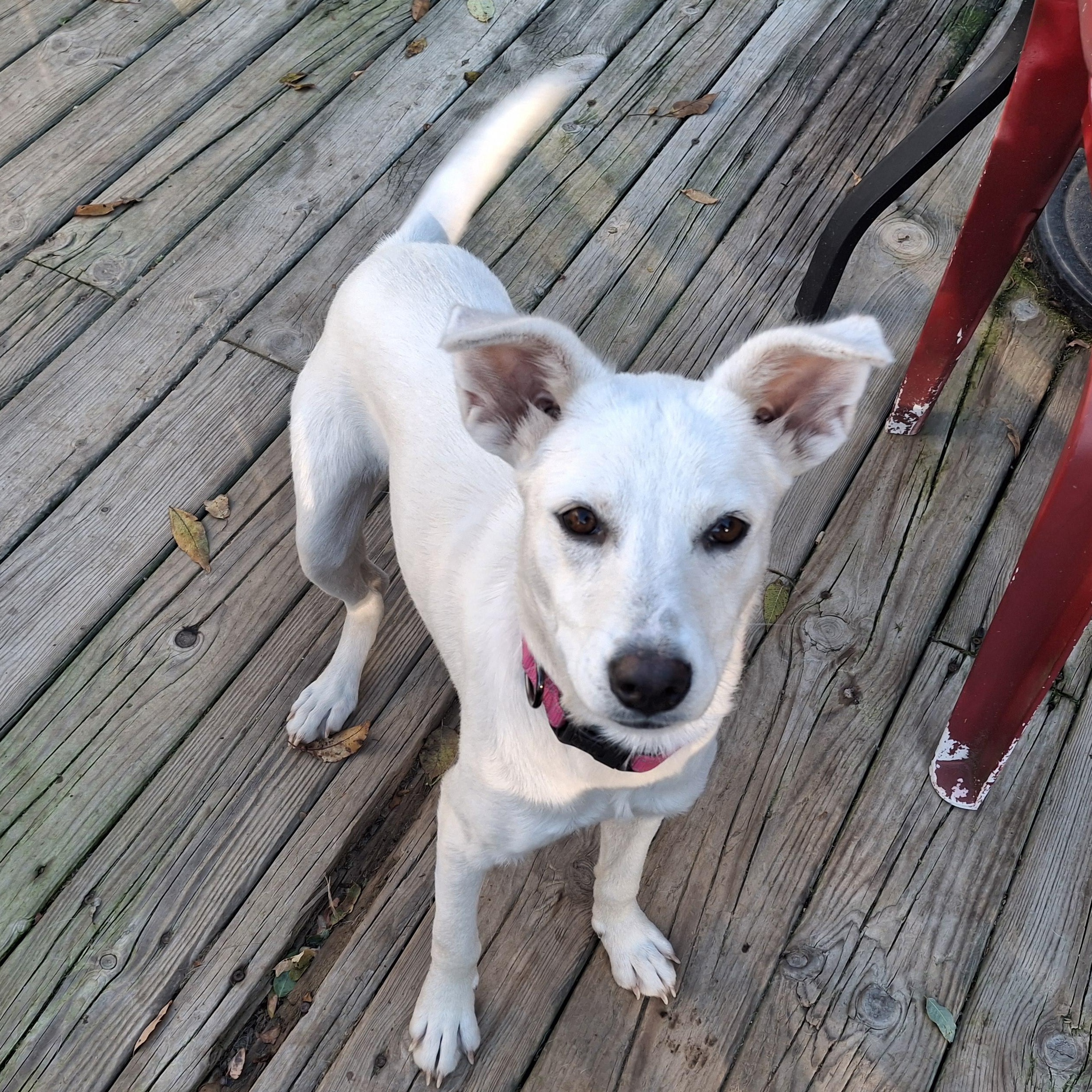 willow, an adopted mixed breed in Homer, MI image 4/6