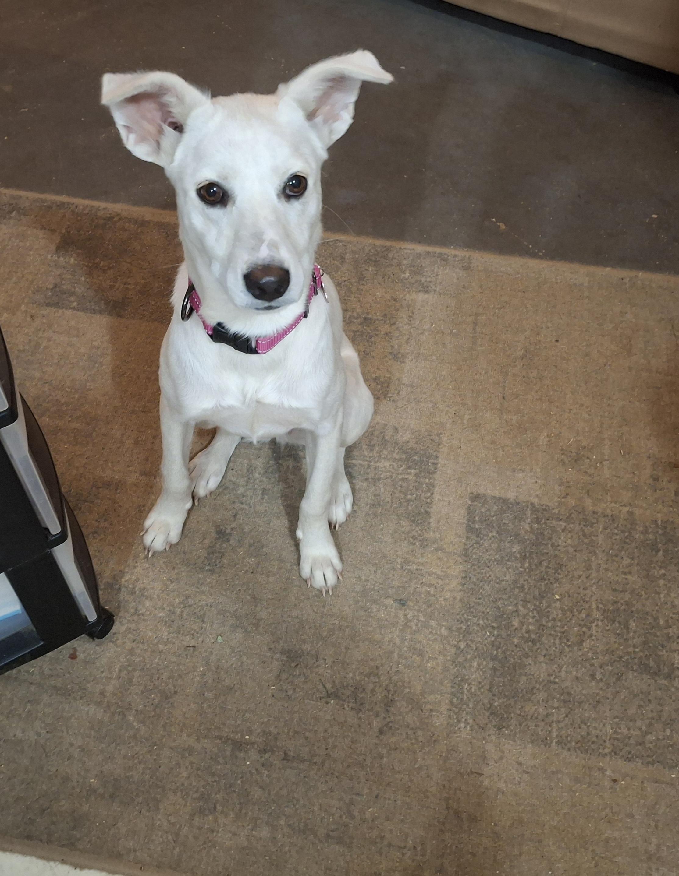 willow, an adopted mixed breed in Homer, MI image 5/6