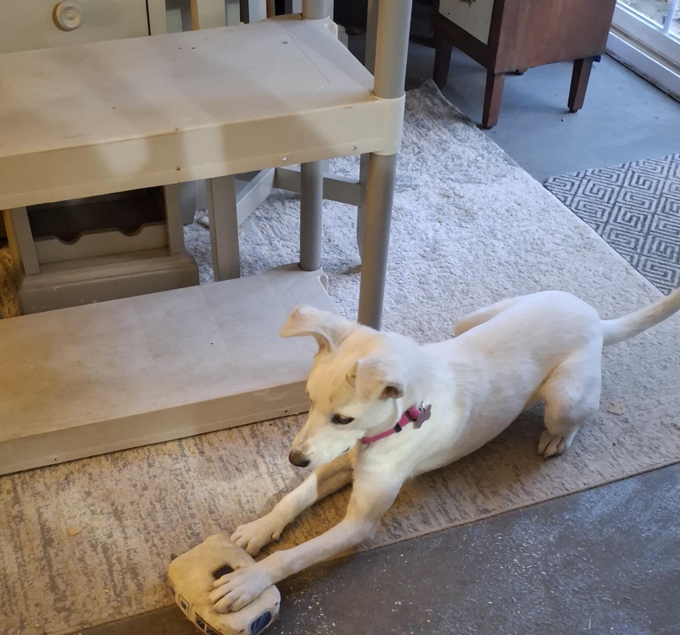 willow, an adopted mixed breed in Homer, MI image 6/6