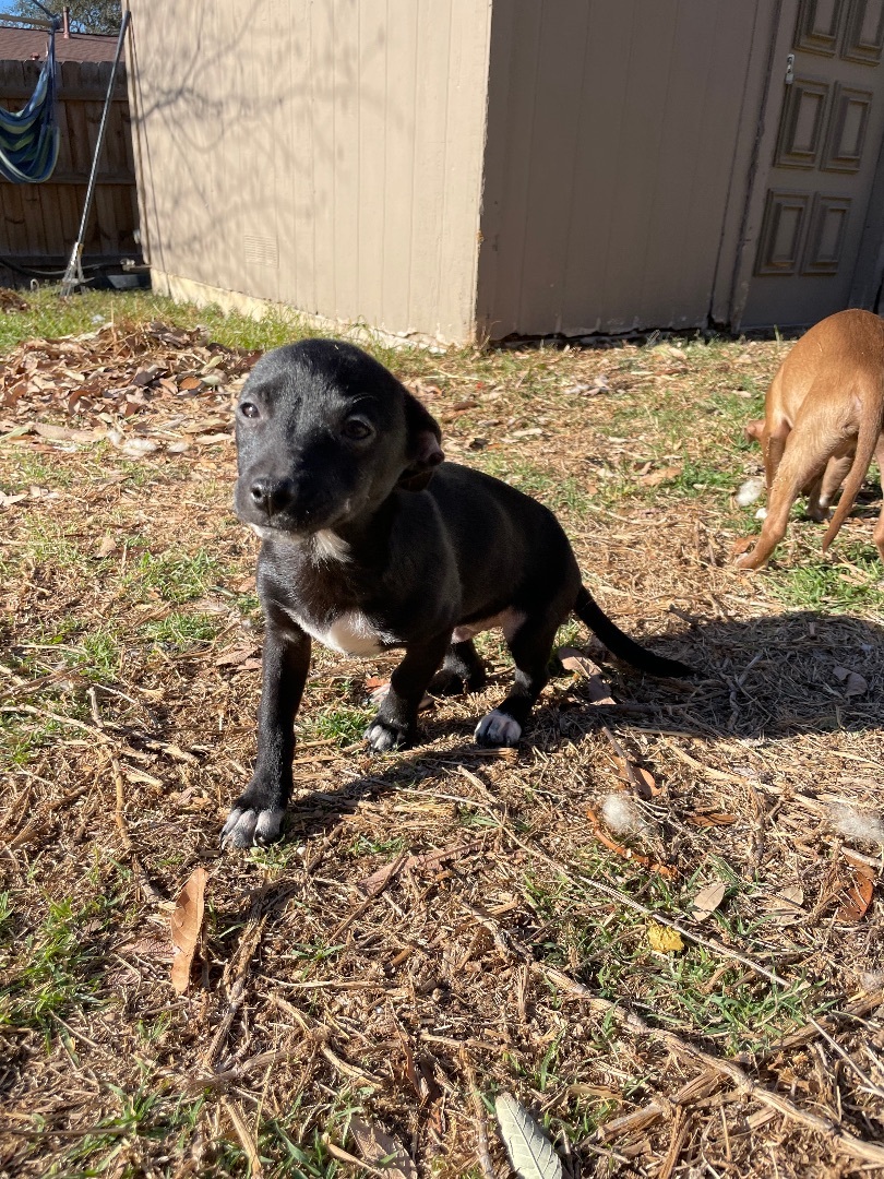 Enlarge Ombré , a Adoptable mixed breed in San Antonio, TX image 1/2