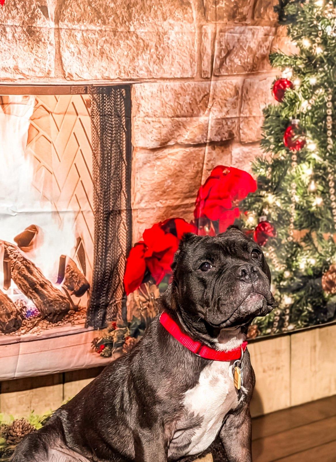 Gertie, a Adoptable Pit Bull Terrier in Richmond, VA image 1/3