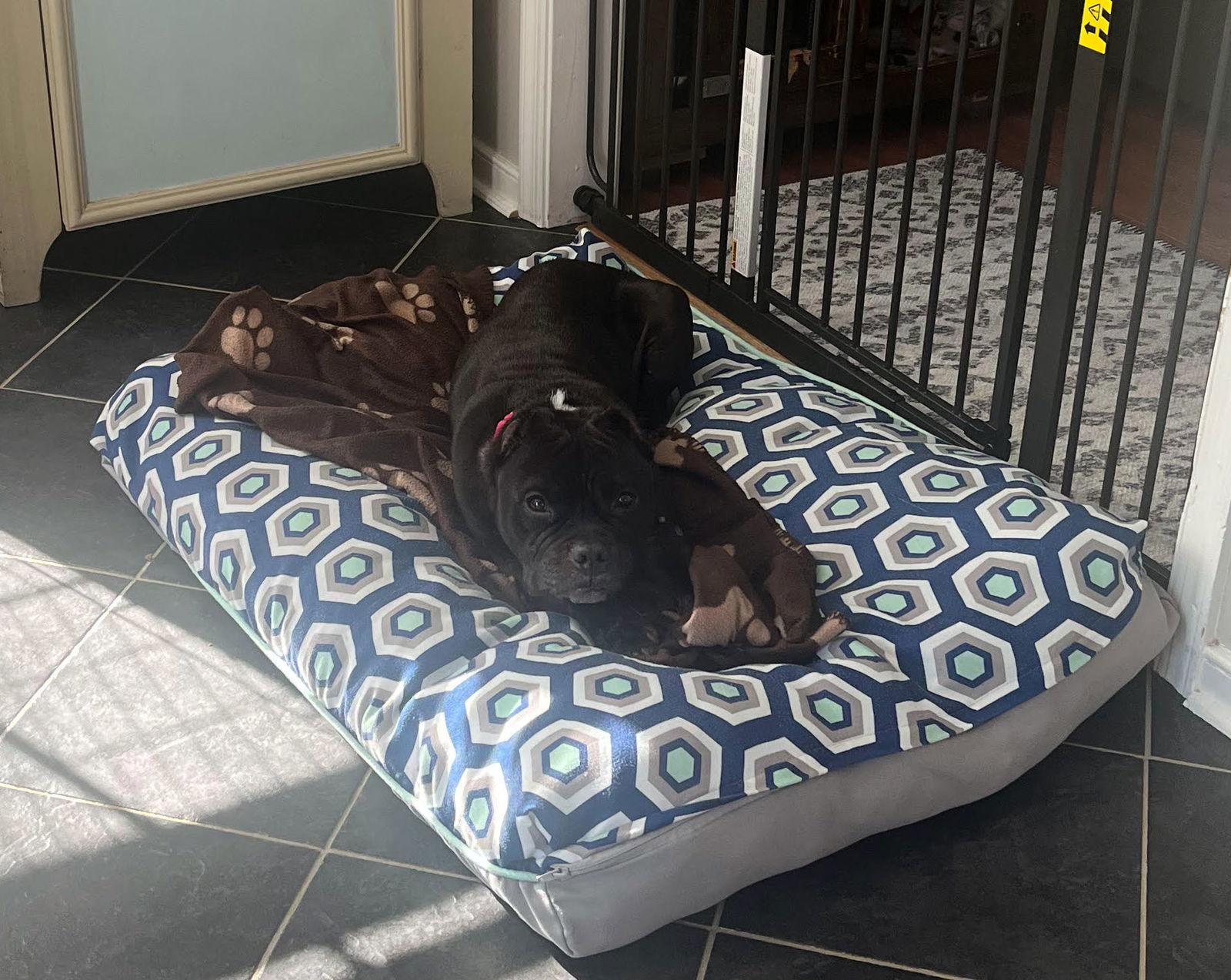 Gertie, a Adoptable Pit Bull Terrier in Richmond, VA image 2/3