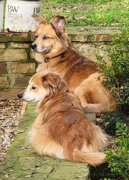 Delilah, Adoptable, Adult Female Shetland Sheepdog / Sheltie.