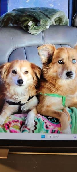 Delilah, a Adoptable mixed breed in Houston, TX image 2/2