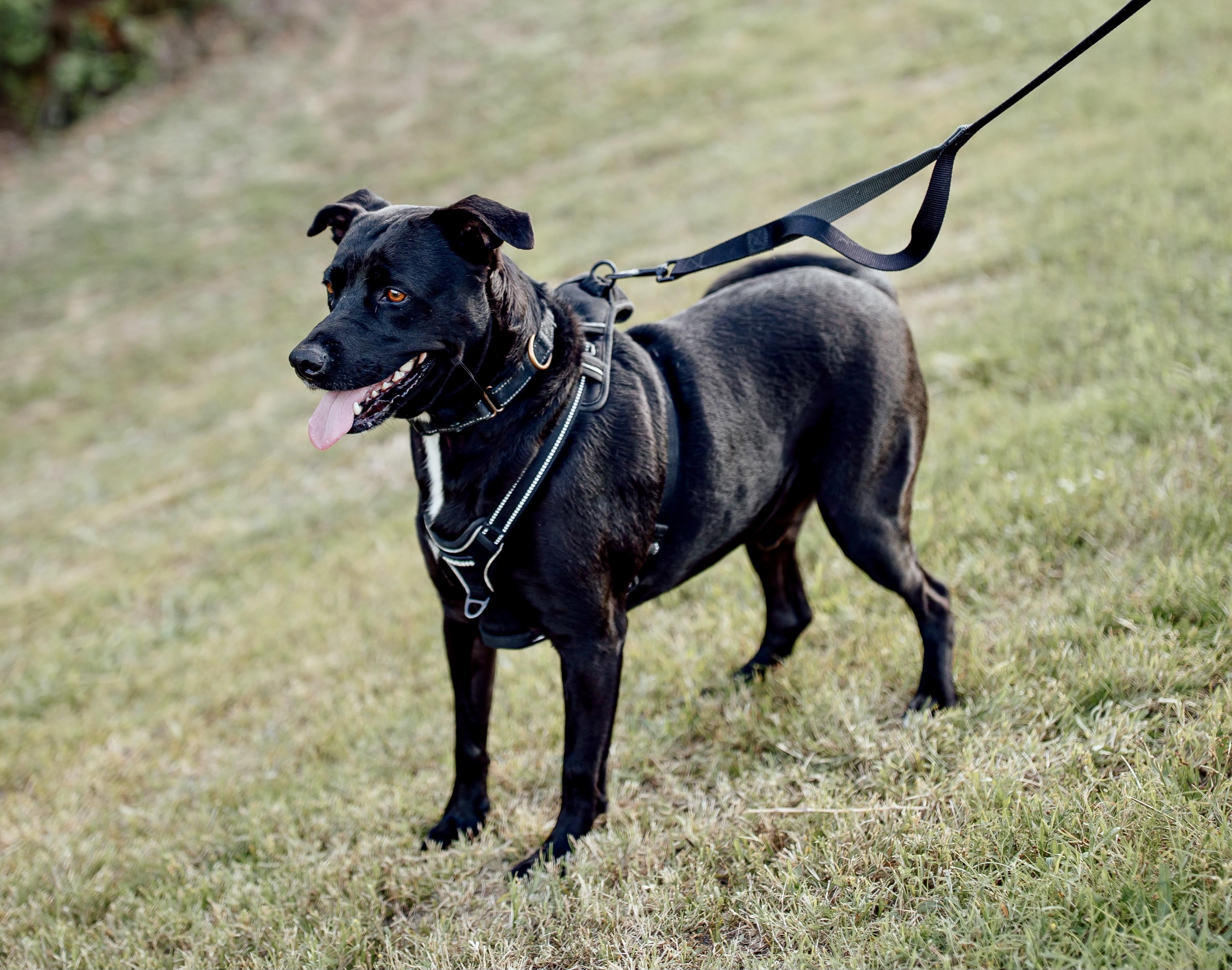 Enlarge CB, a Adoptable mixed breed in Cypress, TX image 4/6