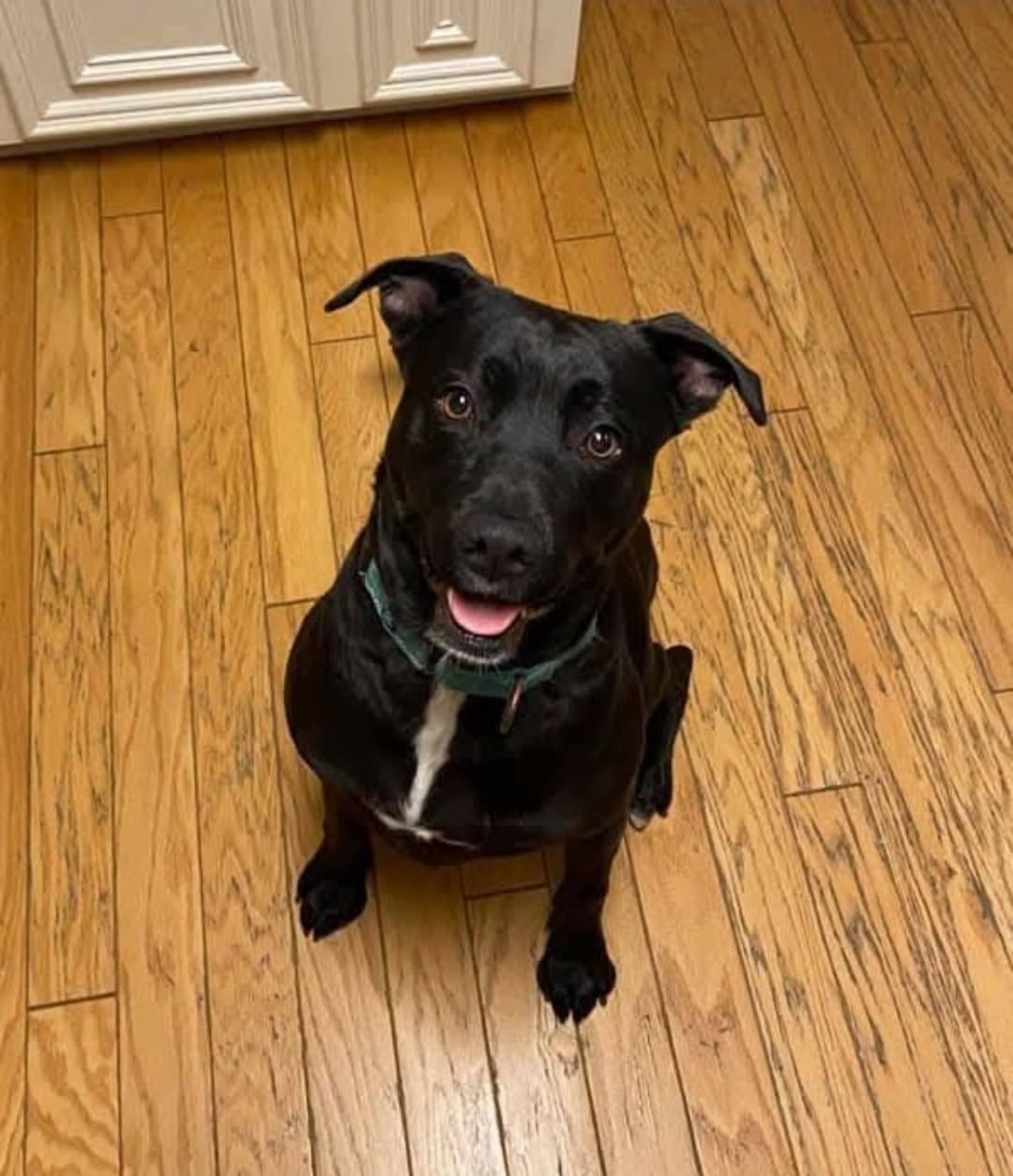 CB, Adoptable, Adult Male Labrador Retriever & Pit Bull Terrier.