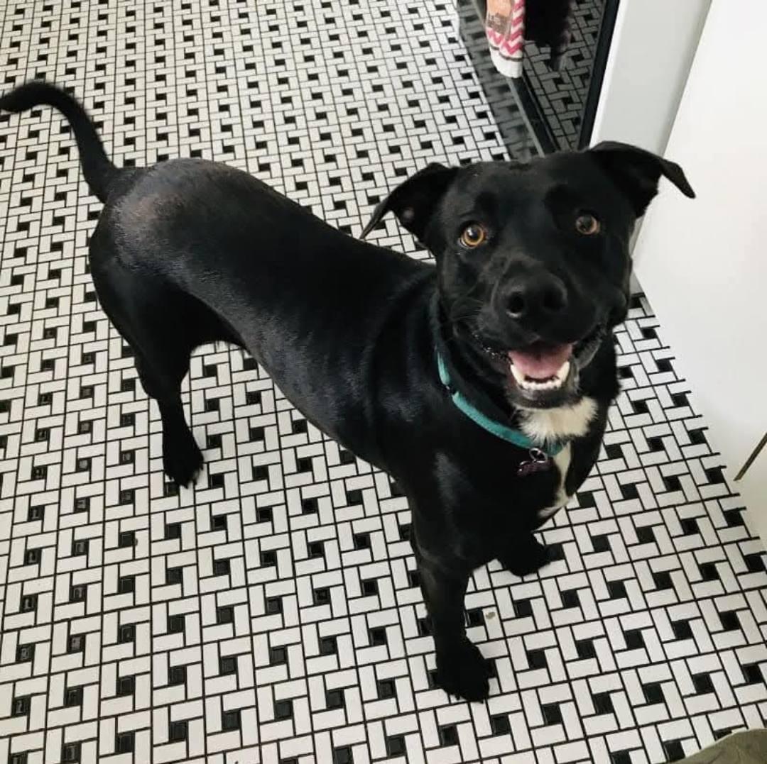 Enlarge CB, a Adoptable mixed breed in Cypress, TX image 3/6