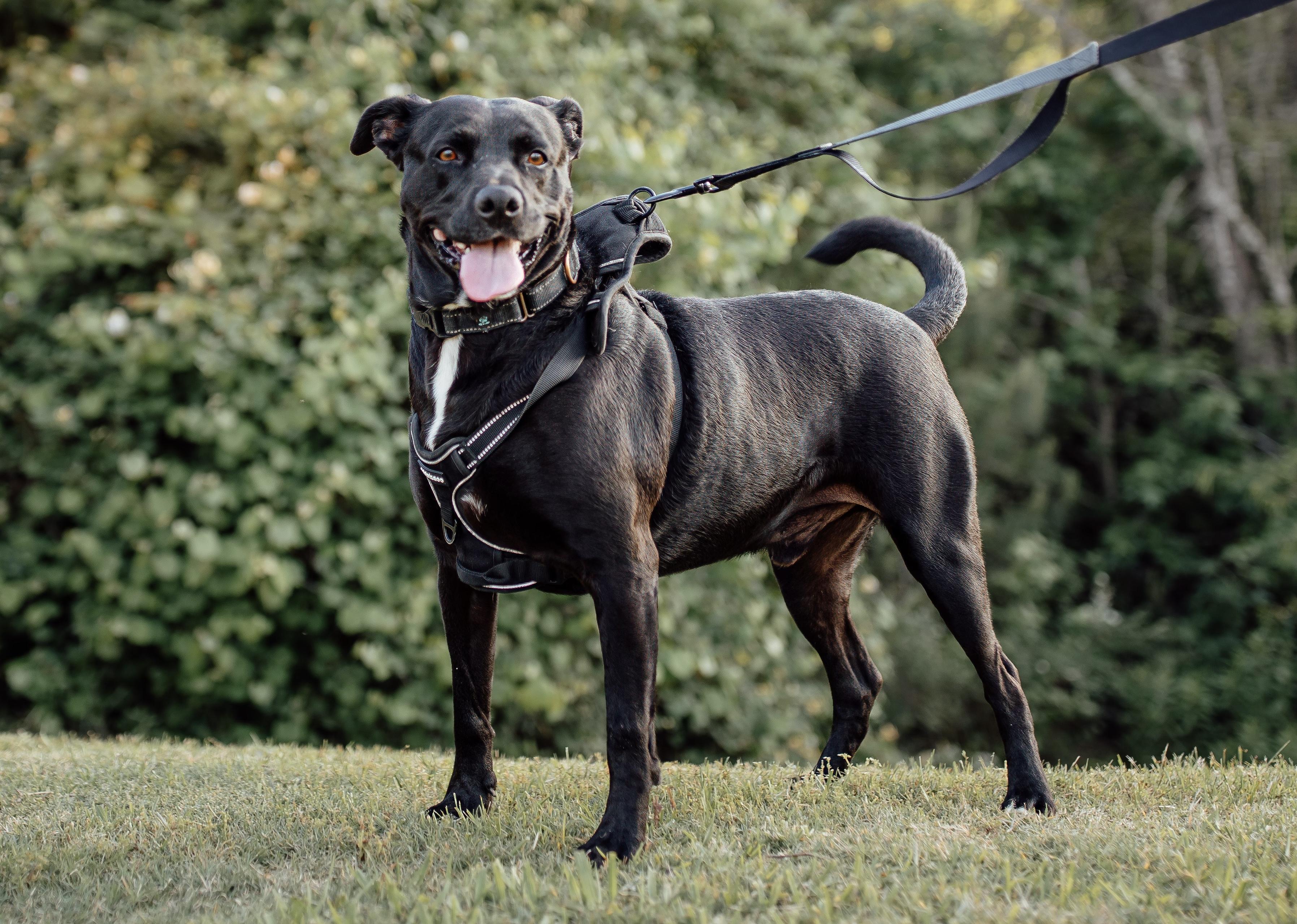 Enlarge CB, a Adoptable mixed breed in Cypress, TX image 5/6