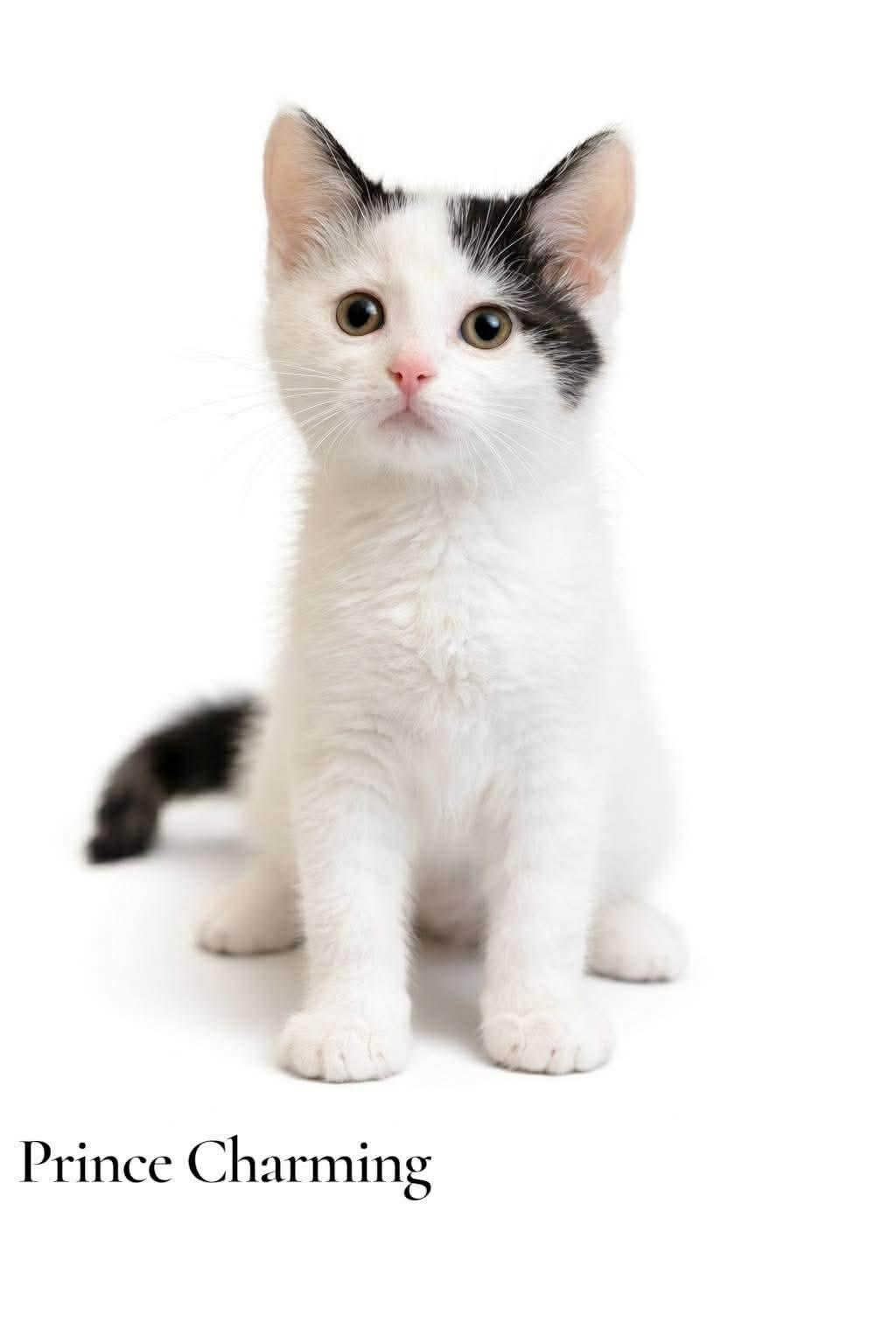 Prince Charming, ADOPTABLE, Kitten Male Domestic Short Hair.