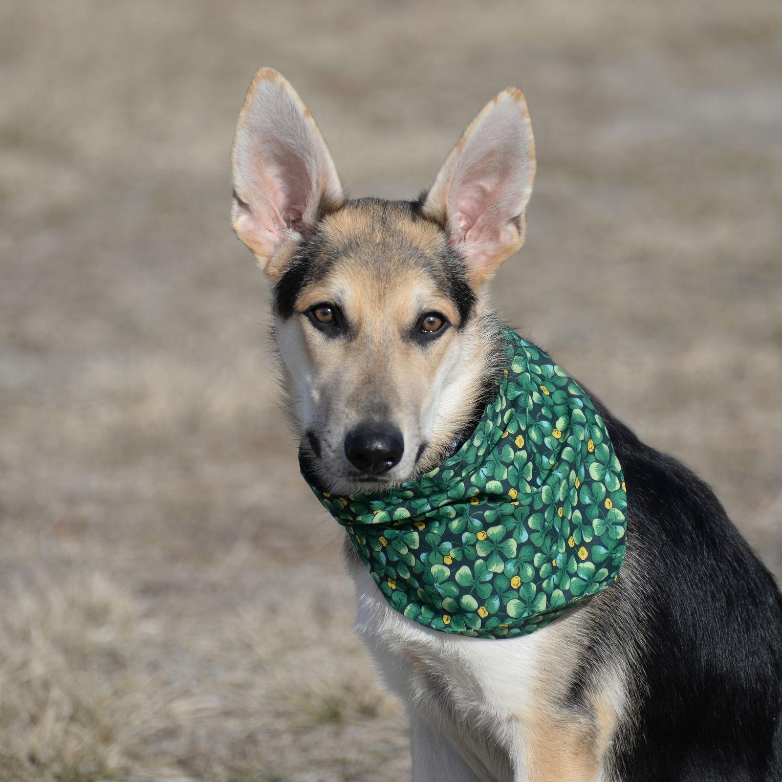 Enlarge Harrison, a Adoptable German Shepherd Dog in Gretna, NE image 1/3
